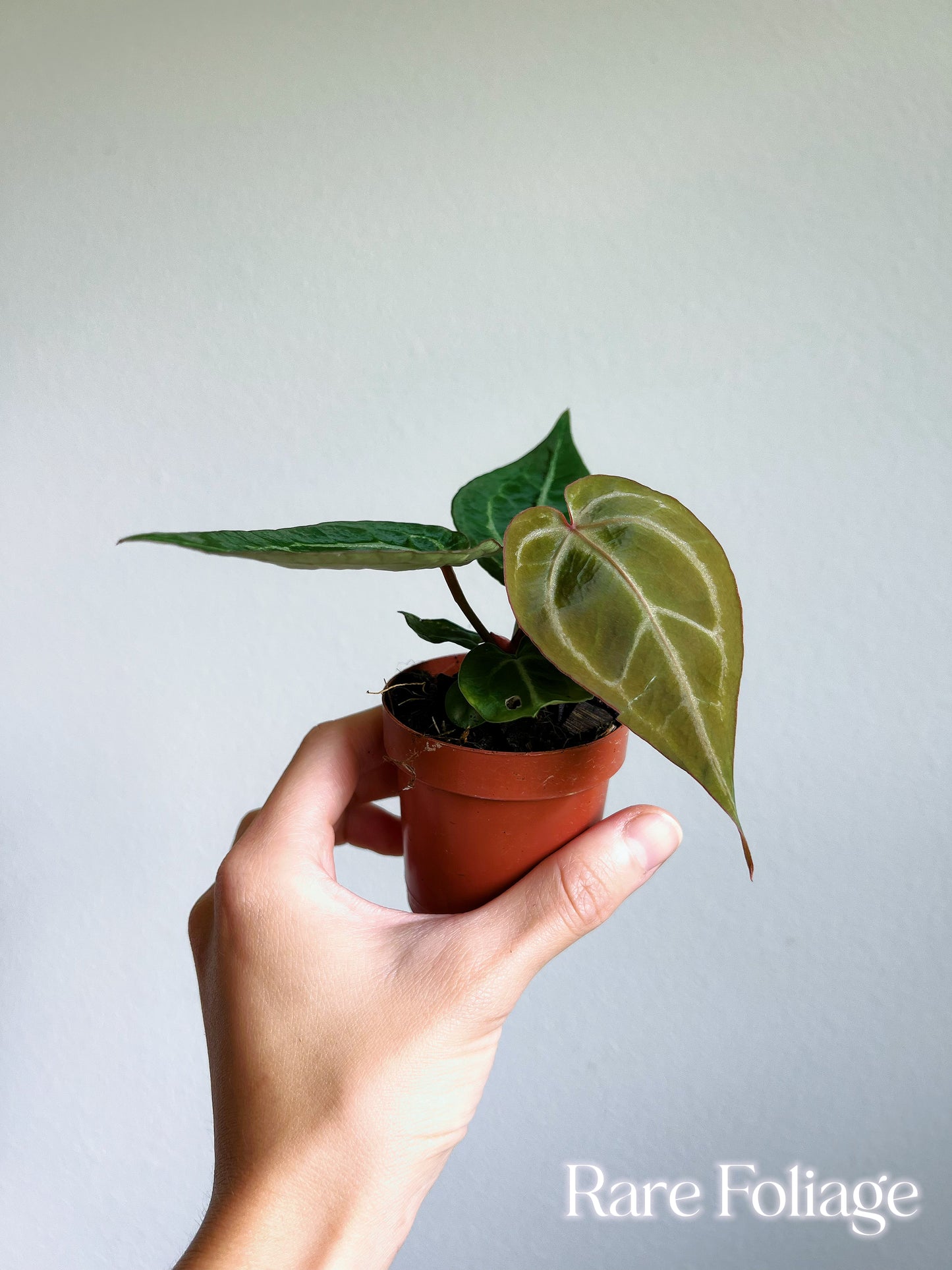 Anthurium Red Crystallinum Seedling 3"