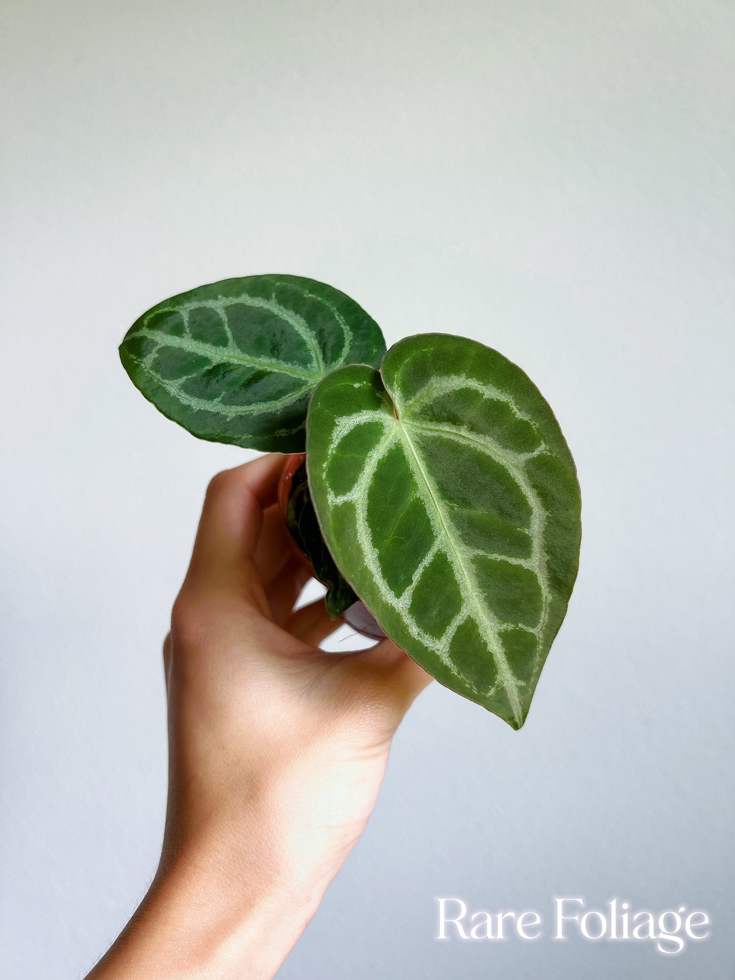 Anthurium Red Crystallinum Seedling 3"