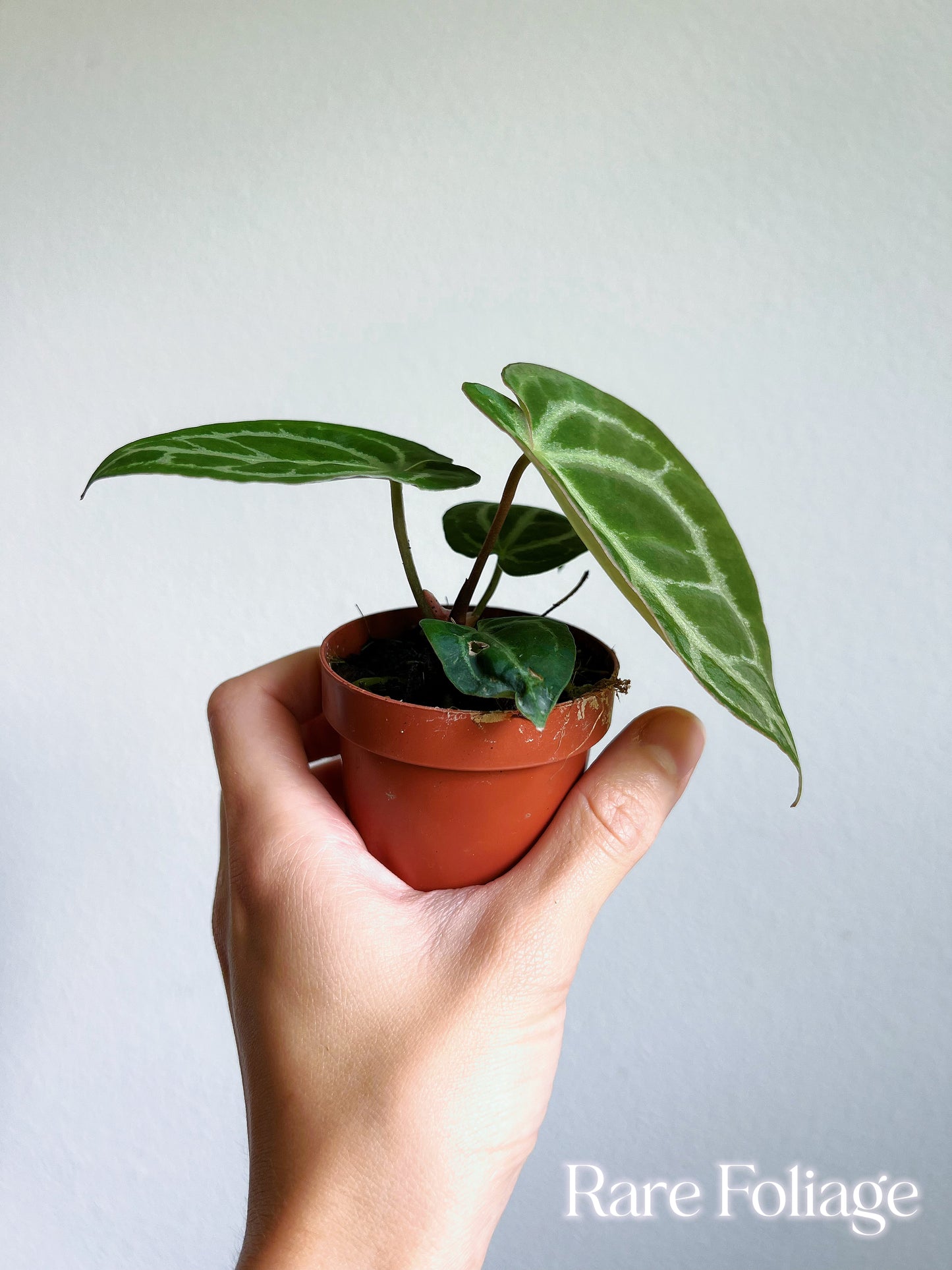 Anthurium Red Crystallinum Seedling 3"