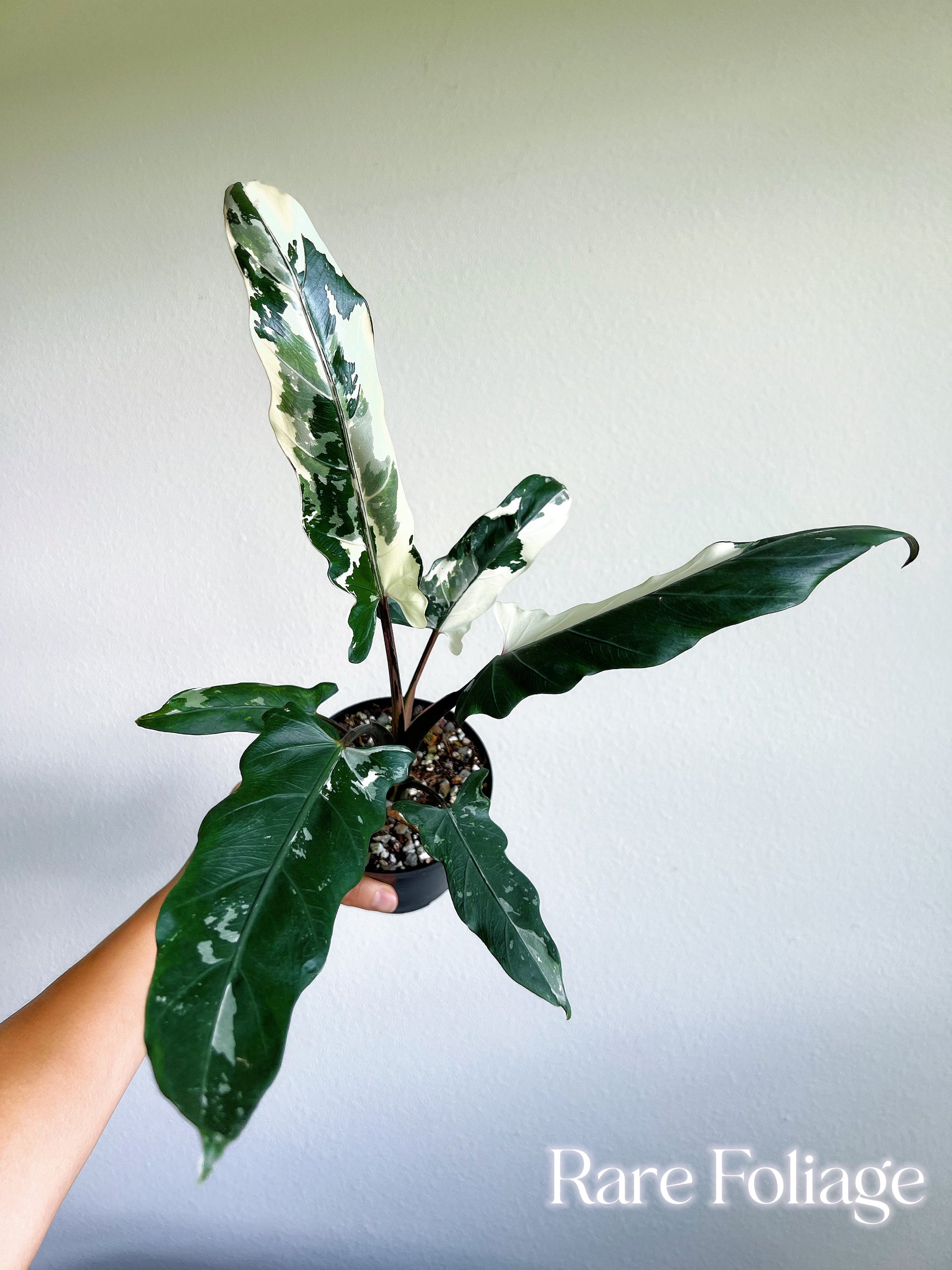 philodendron lauterbachiana Alocasia Lauterbachiana Albo Variegated 4” Exact Plant