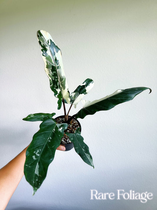 Alocasia Lauterbachiana Albo Variegated 4” Exact Plant