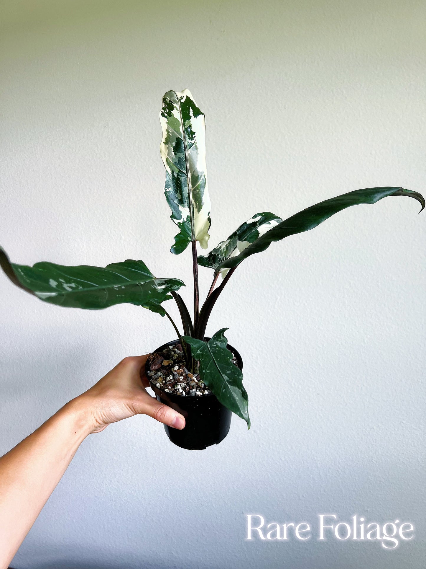 Alocasia Lauterbachiana Albo Variegated 4” Exact Plant