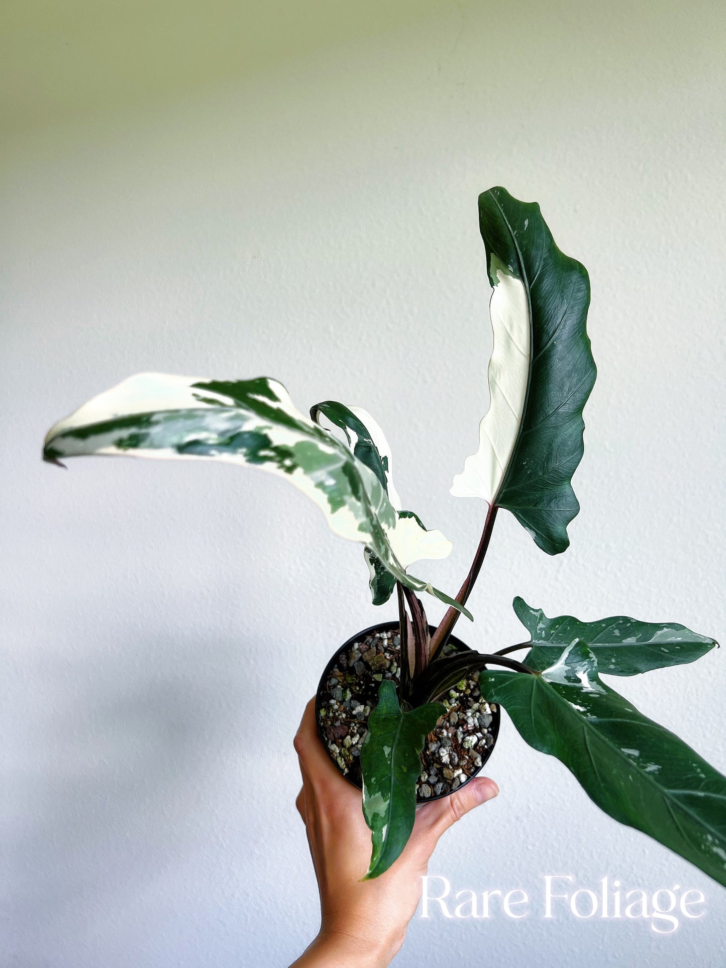 Alocasia Lauterbachiana Albo Variegated 4” Exact Plant