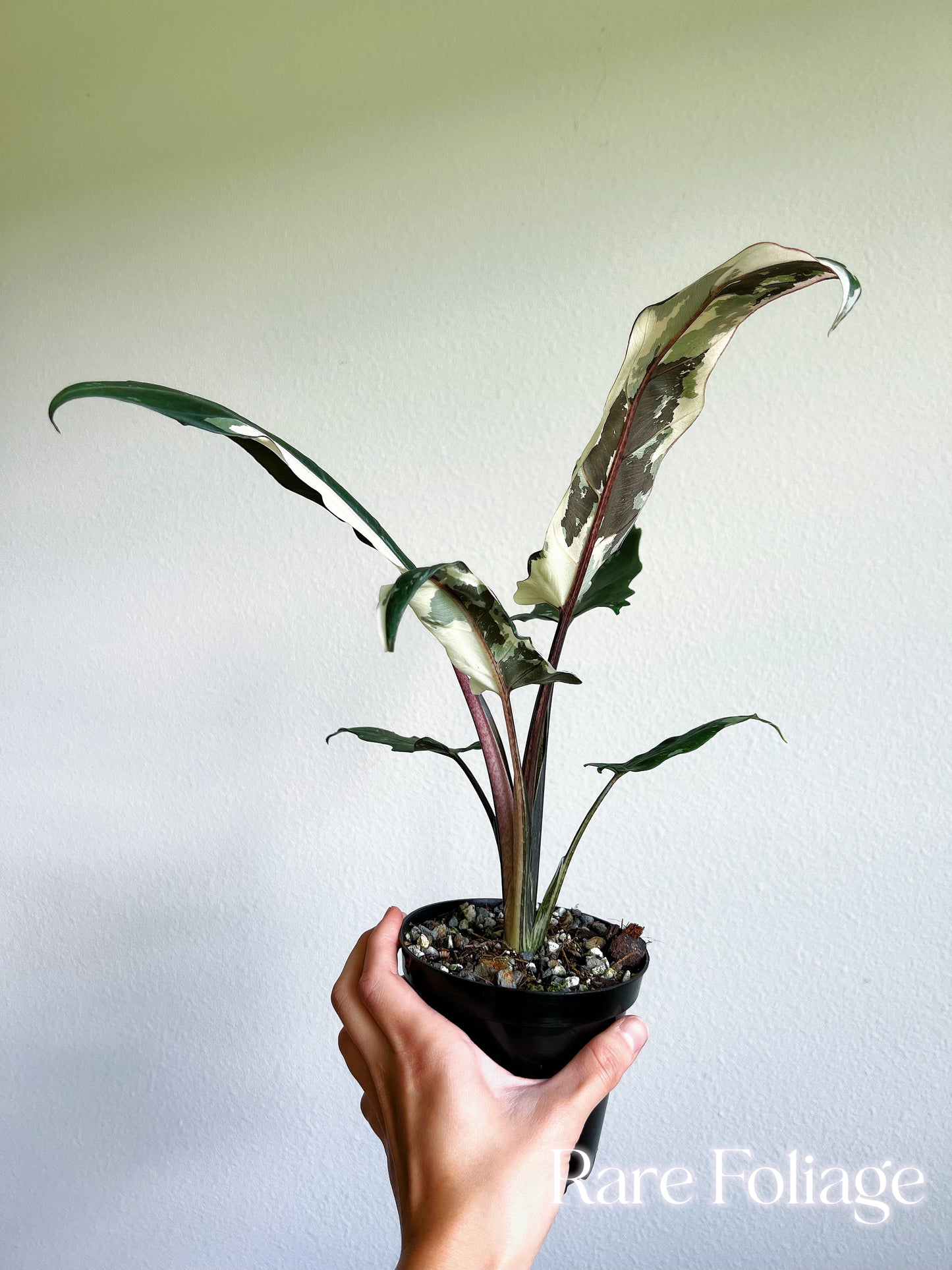 Alocasia Lauterbachiana Albo Variegated 4” Exact Plant