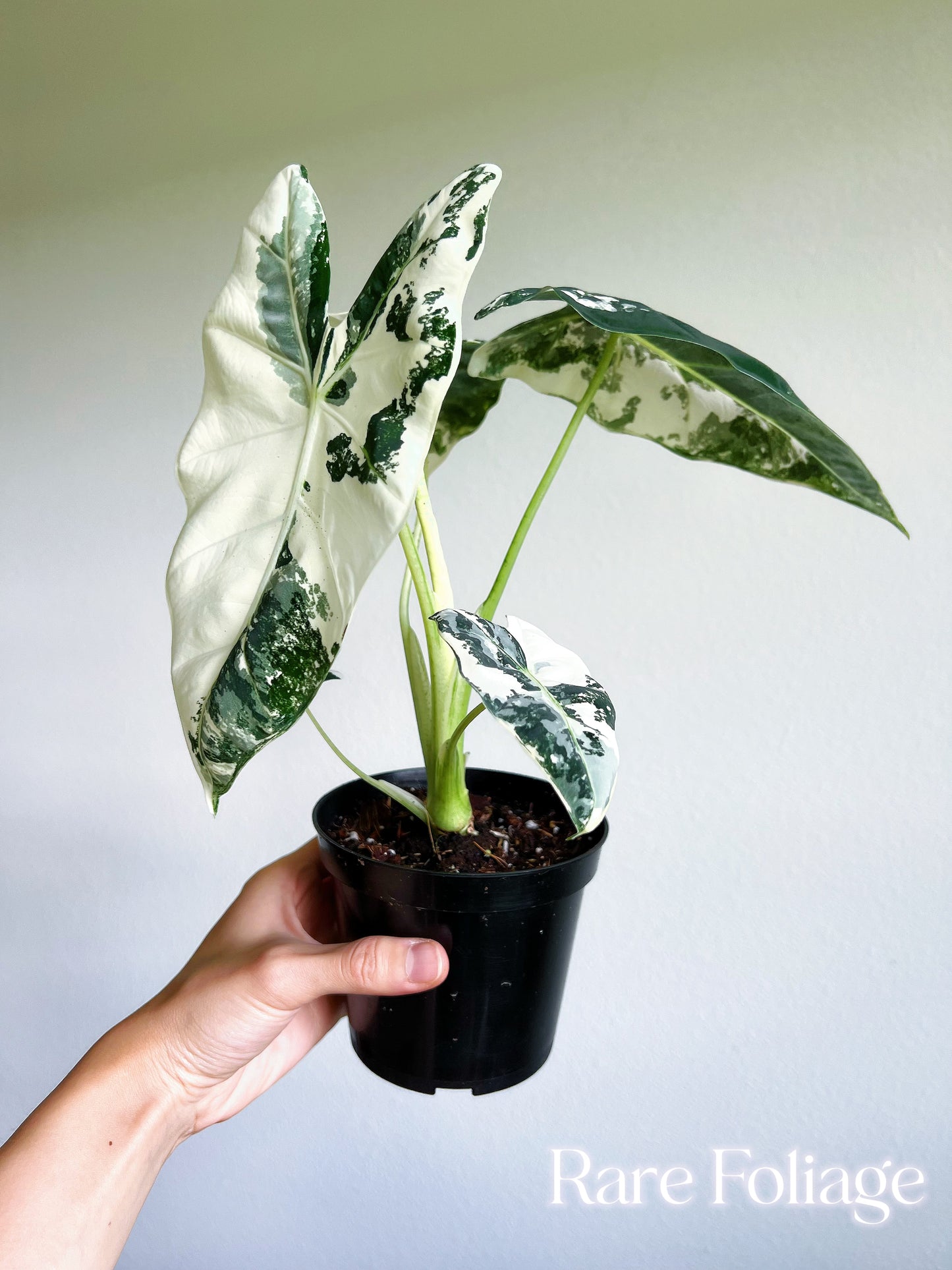 Alocasia Frydek Variegated 4” Large Plant