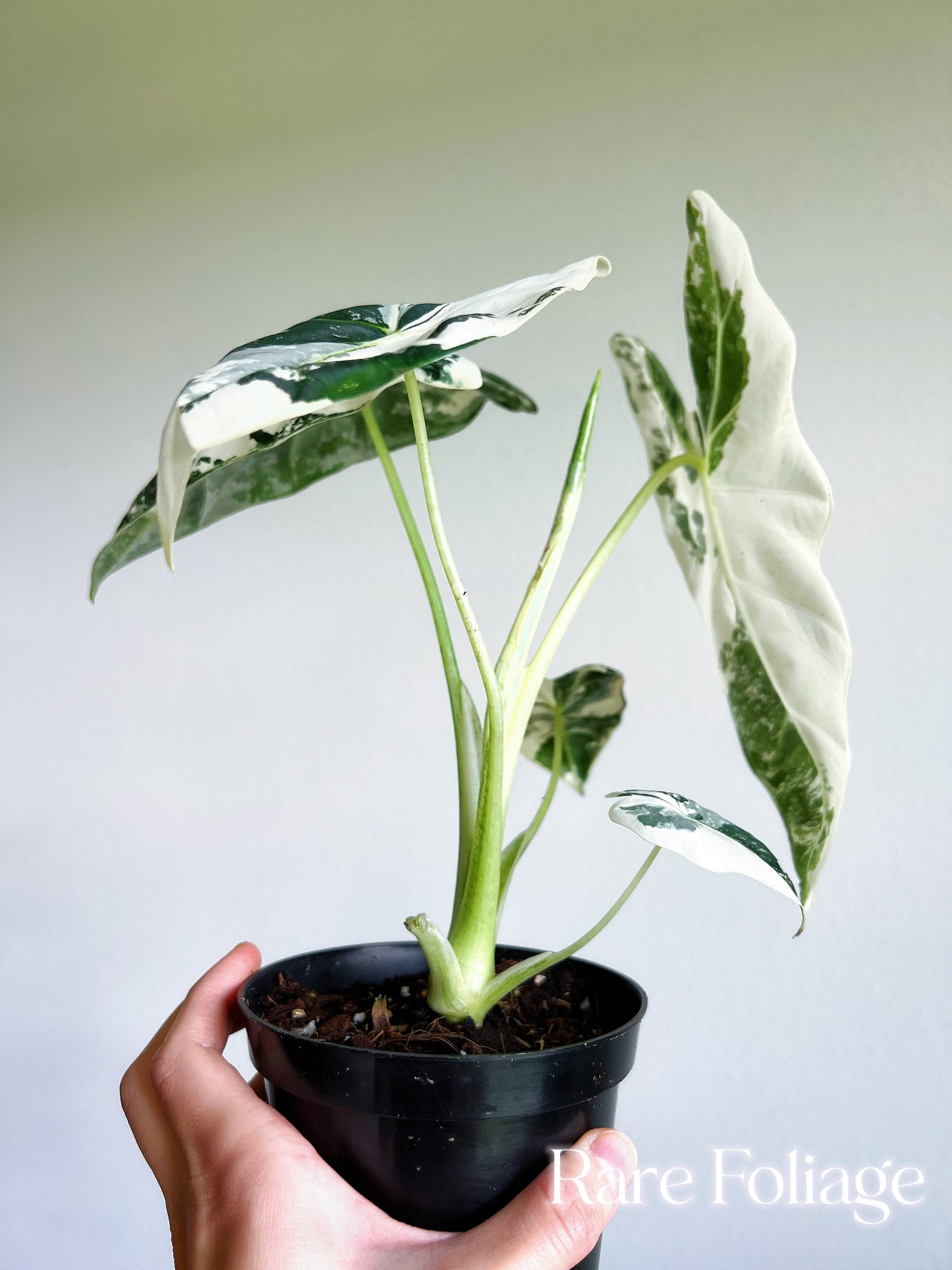 Alocasia Frydek Variegated 4” Large Plant