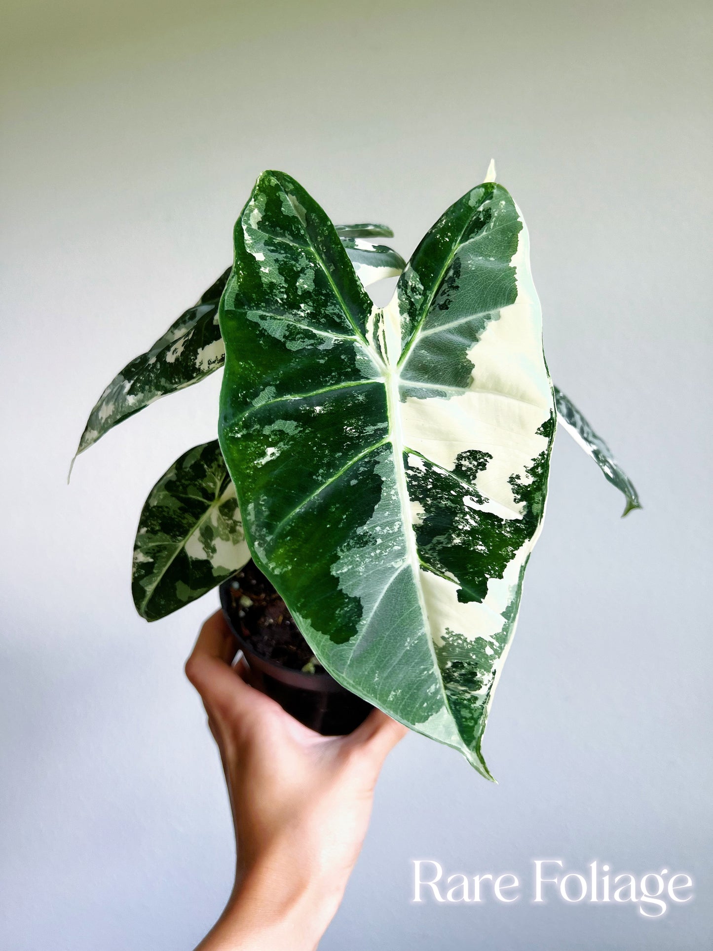 Alocasia Frydek Variegated 4” Large Plant