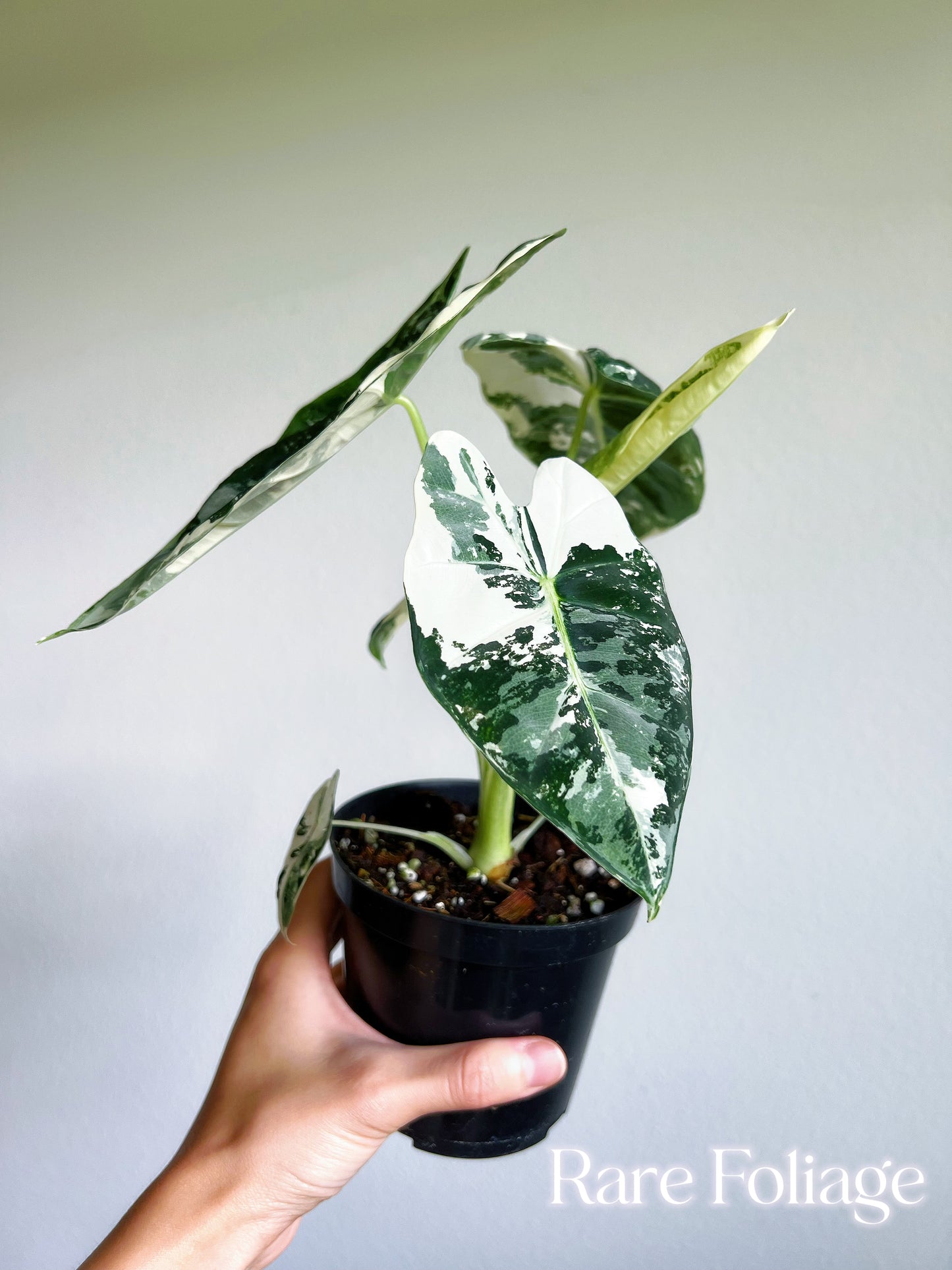 Alocasia Frydek Variegated 4” Large Plant