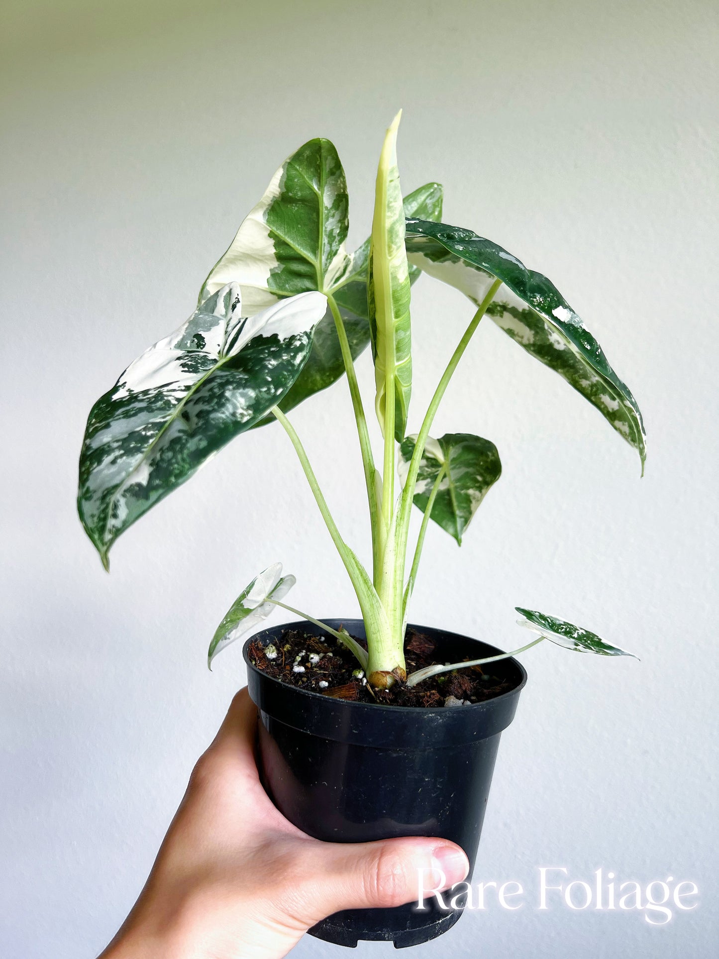 Alocasia Frydek Variegated 4” Large Plant