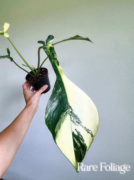 Collector’s Plant Philodendron Joepii Variegated 4” Exact Plant