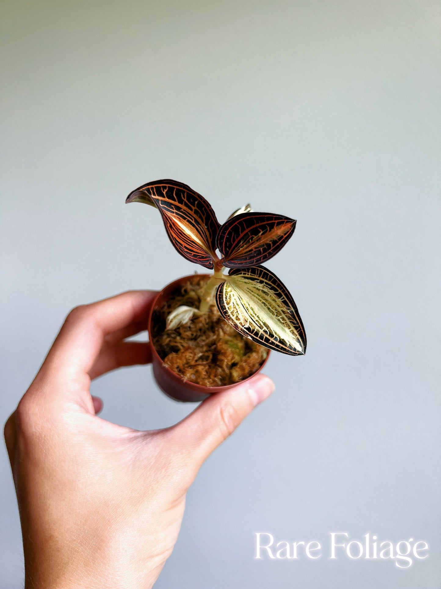 Jewel Orchid Variegated 2”