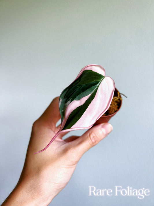 Philodendron Micans Pink Variegated 3” Plant