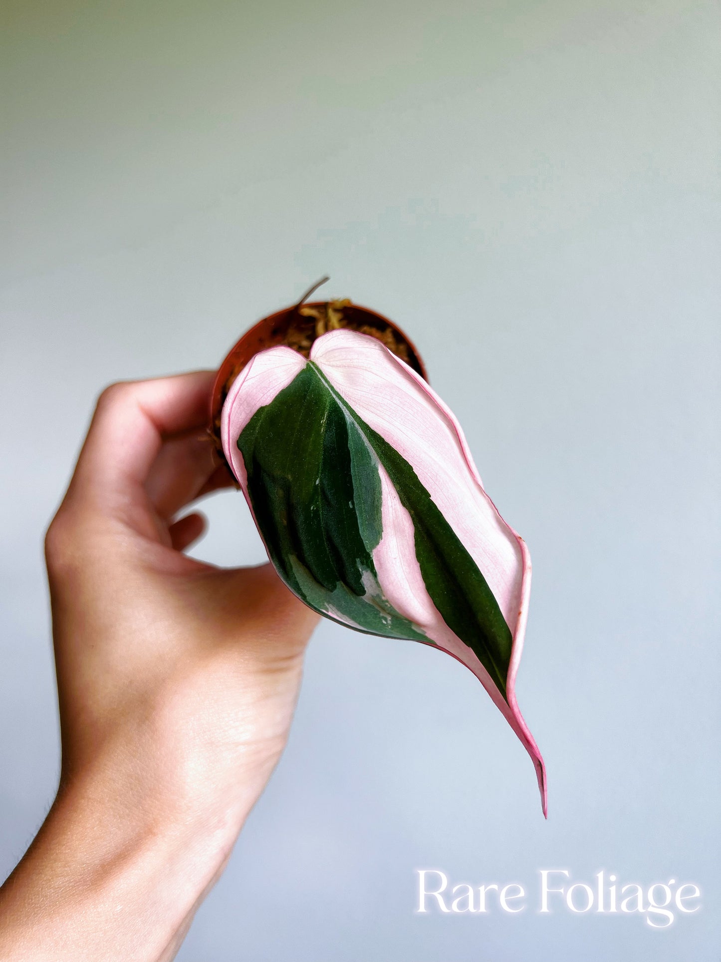 Philodendron Micans Pink Variegated 3” Plant