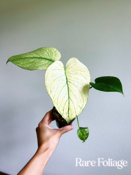 Monstera White Monster Large Form 3"