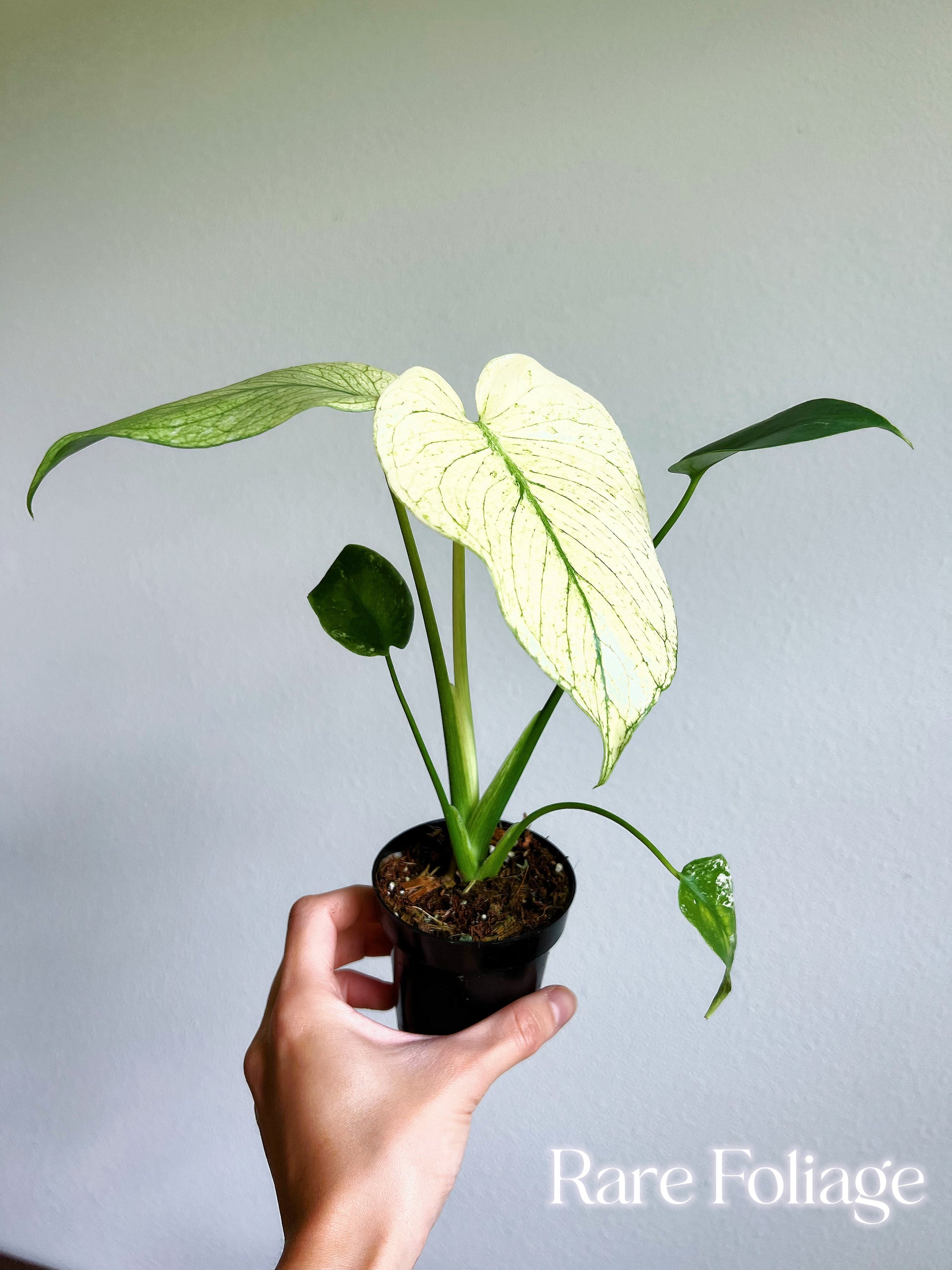 white monstera plant for sale near me Monstera White Monster Large Form 3” – Rare Foliage Plant Co