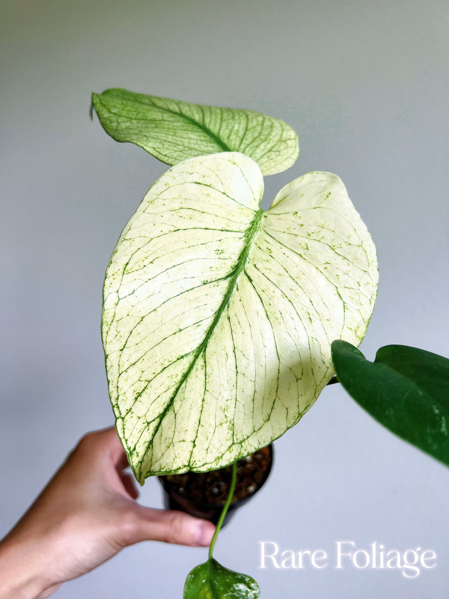 Monstera White Monster Large Form 3"