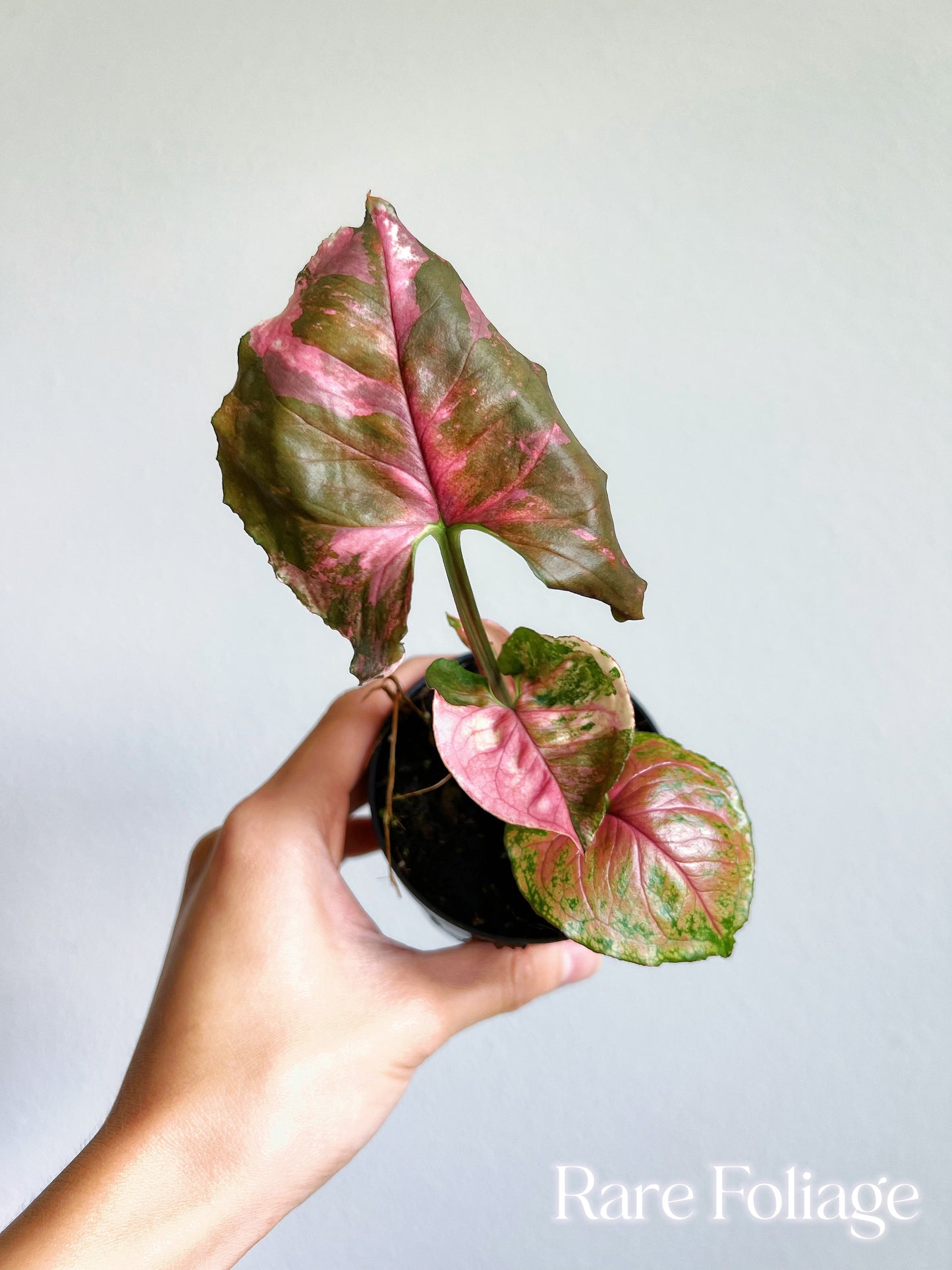 Syngonium Strawberry Ice Galaxy 4”