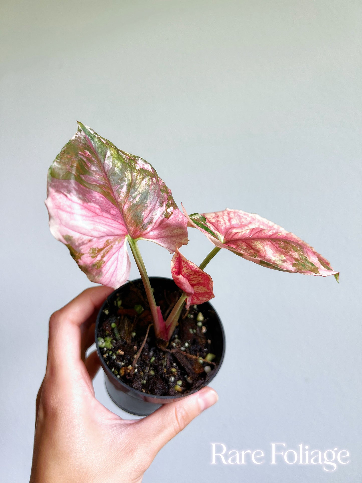 Syngonium Strawberry Ice Galaxy 4”