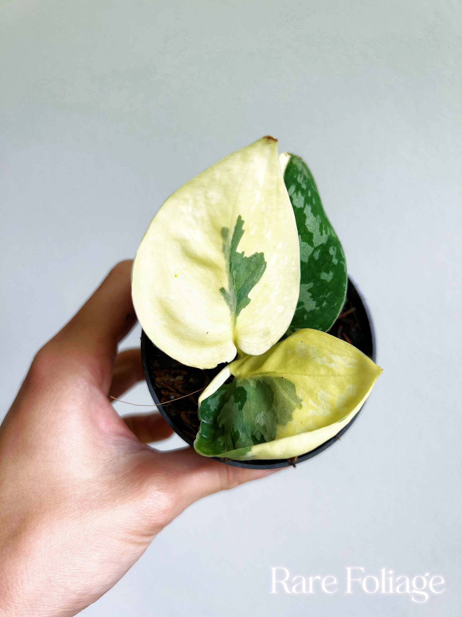 Scindapsus Exotica Variegated 3” Exact Plant – Rare Foliage Plant Co