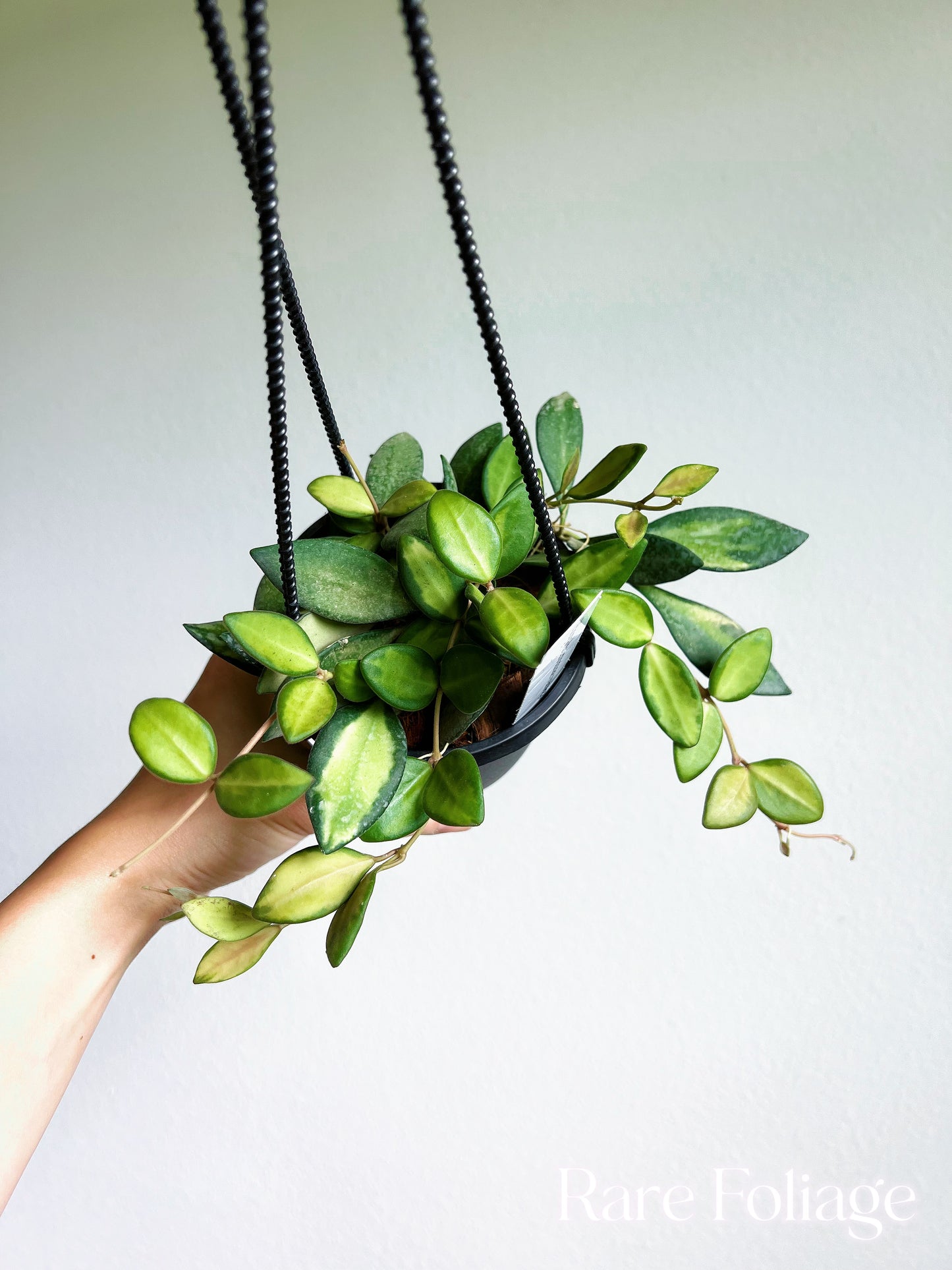 Hoya Burtoniae Variegated 4” Hanging Basket