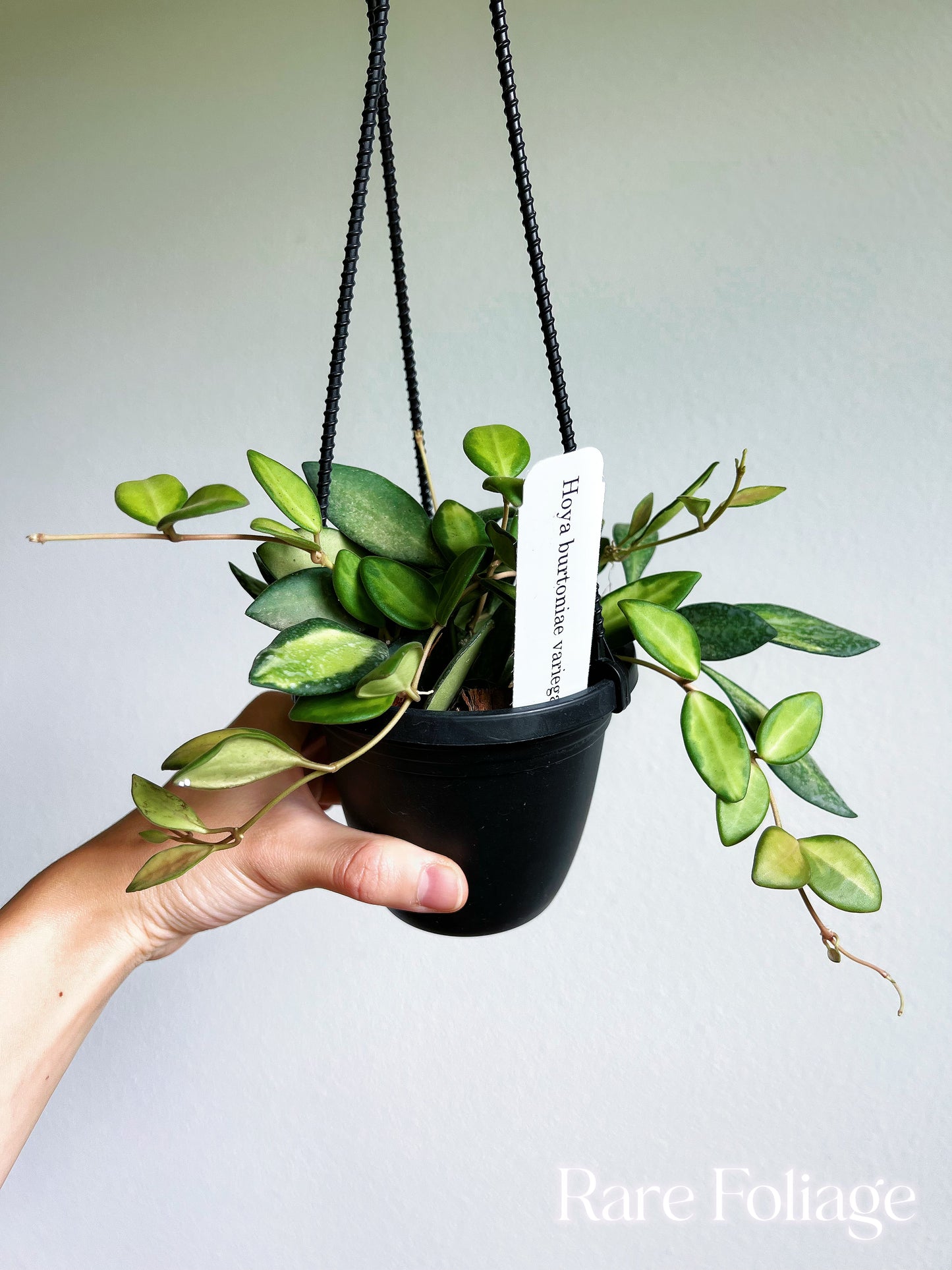 Hoya Burtoniae Variegated 4” Hanging Basket