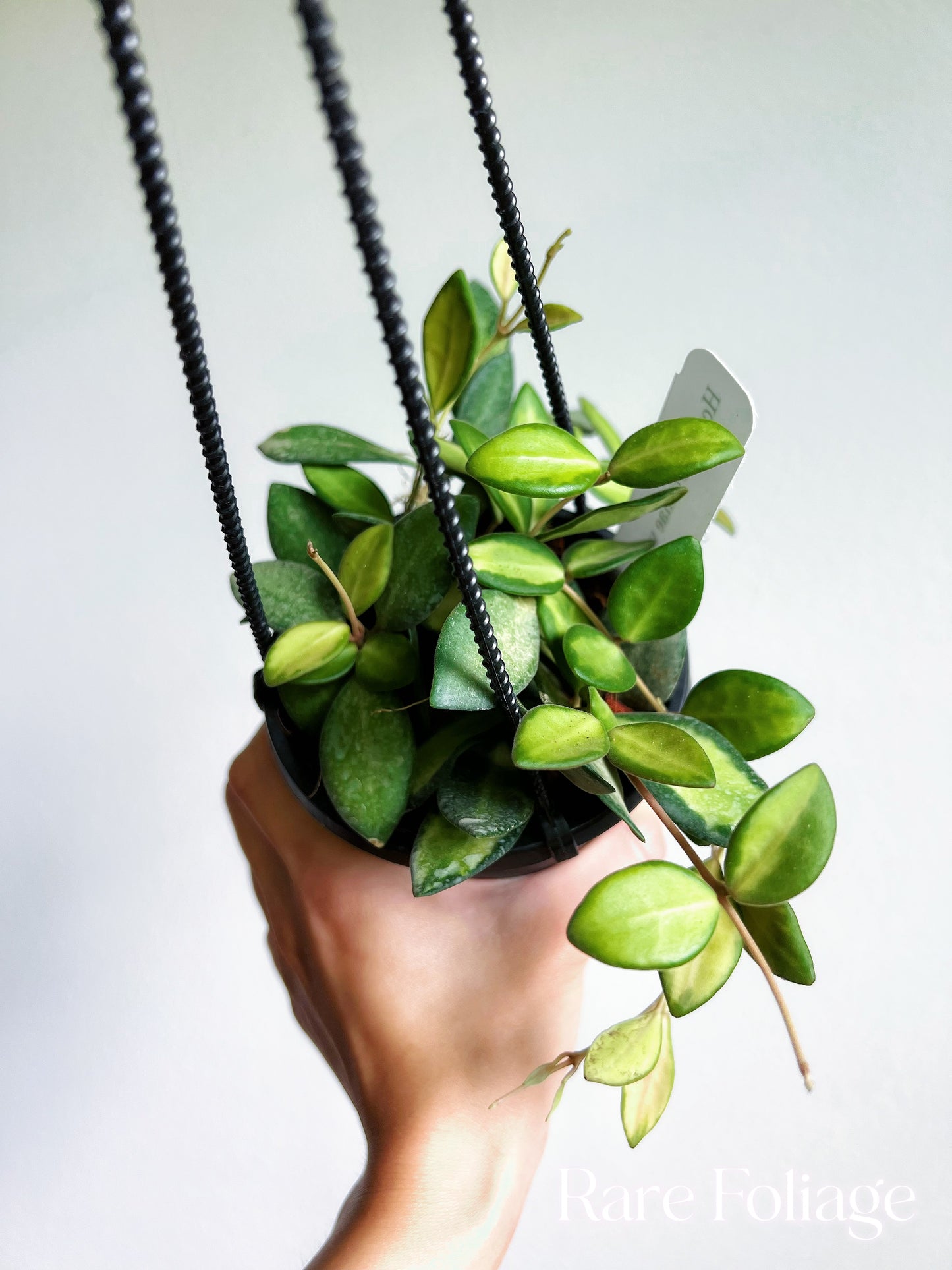 Hoya Burtoniae Variegated 4” Hanging Basket