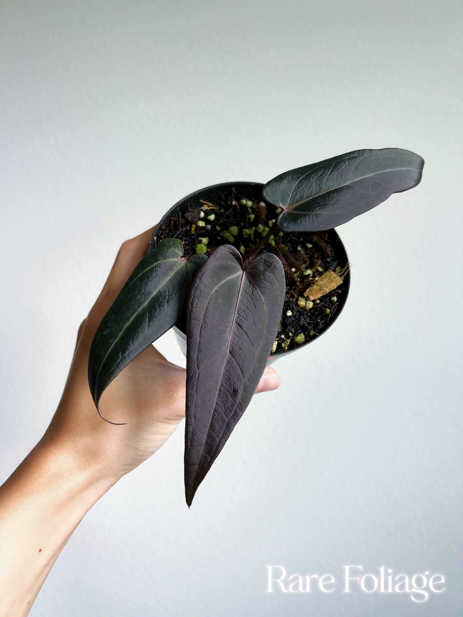 anthurium red velvet Anthurium Dark Handsome x Red Velvet Cake by Doc Block 4"