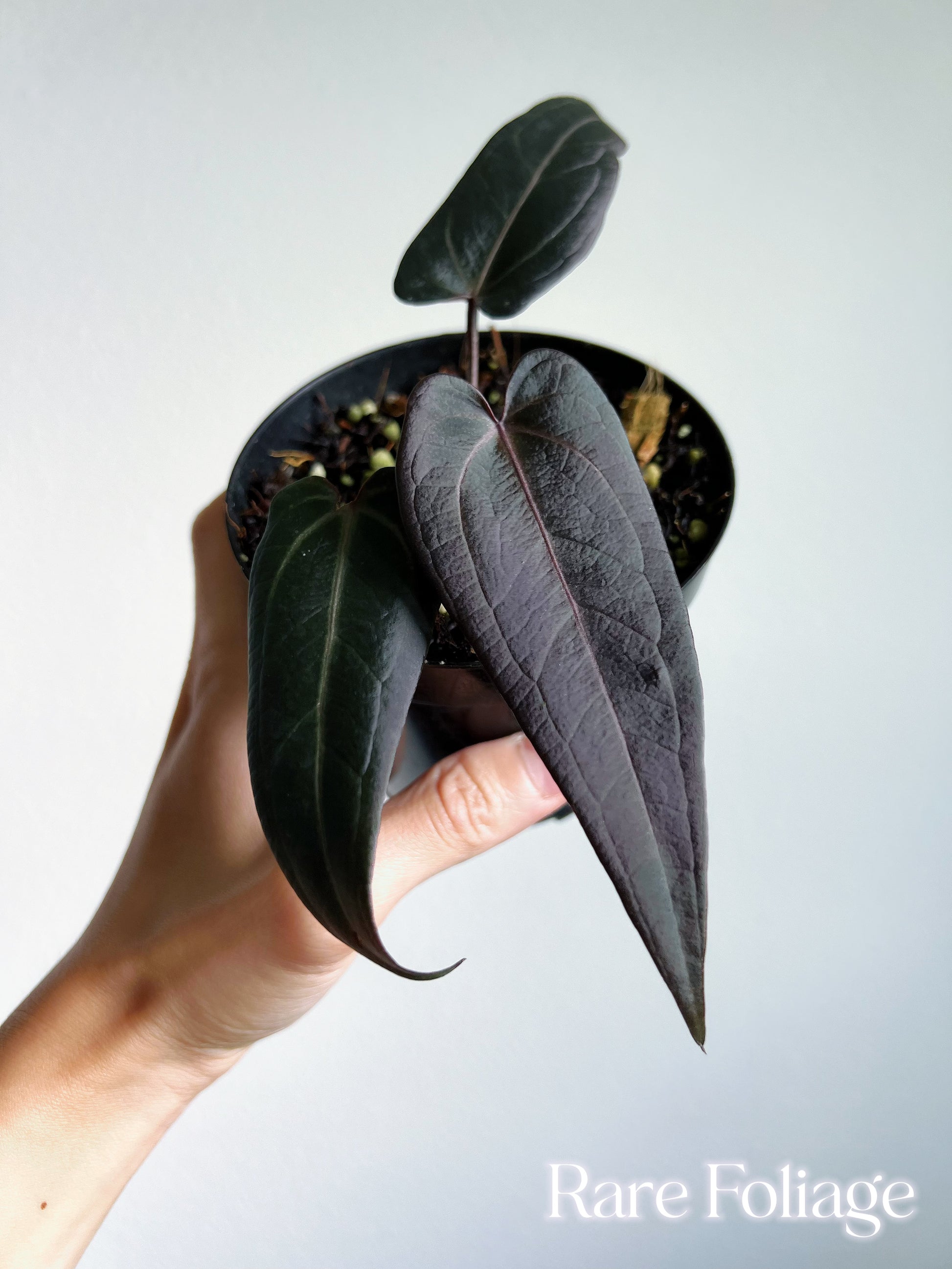 anthurium dark red Anthurium Dark Handsome x Red Velvet Cake by Doc Block 4"