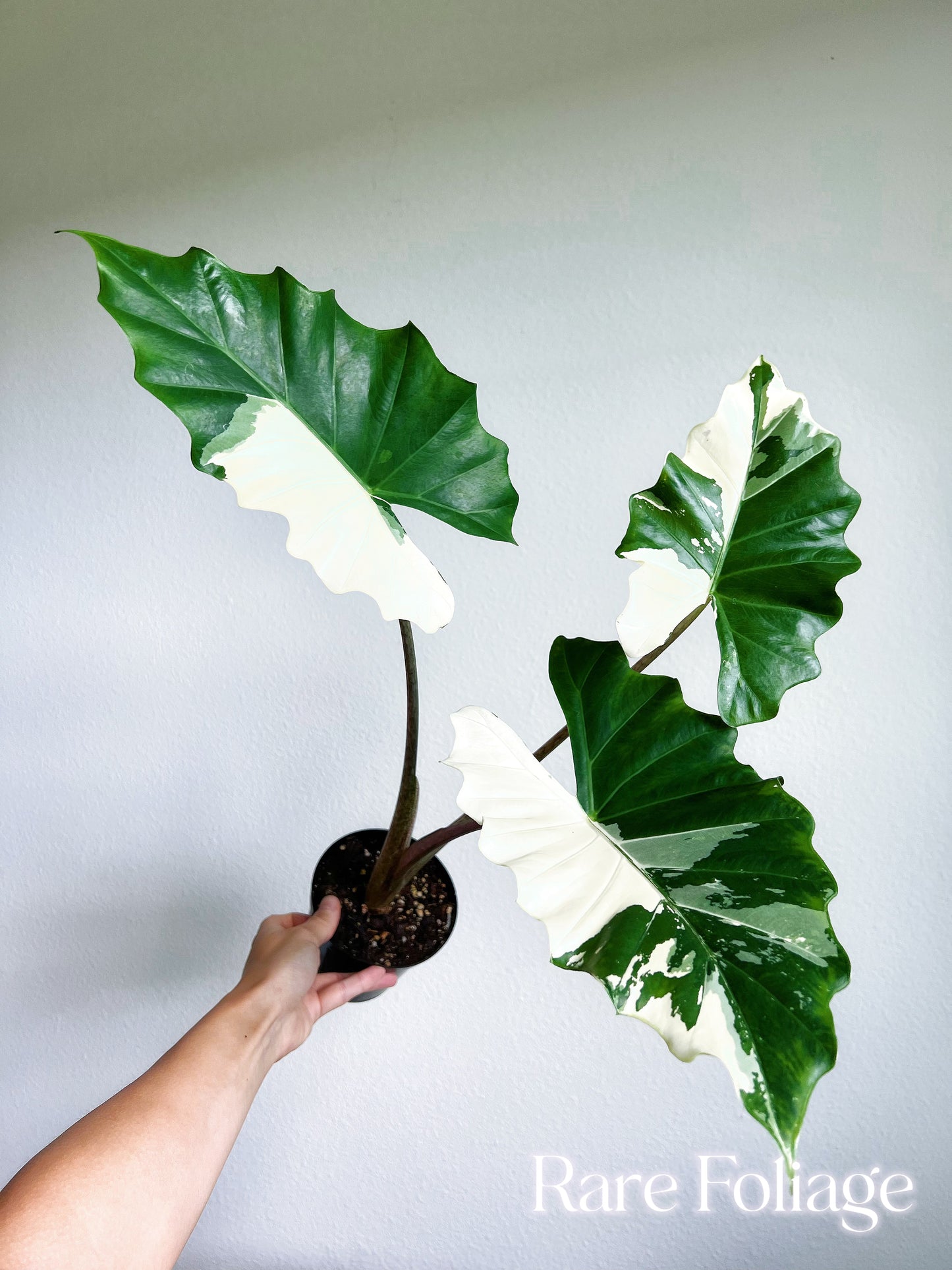 Alocasia Portora Albo Variegated 4” Exact Plant