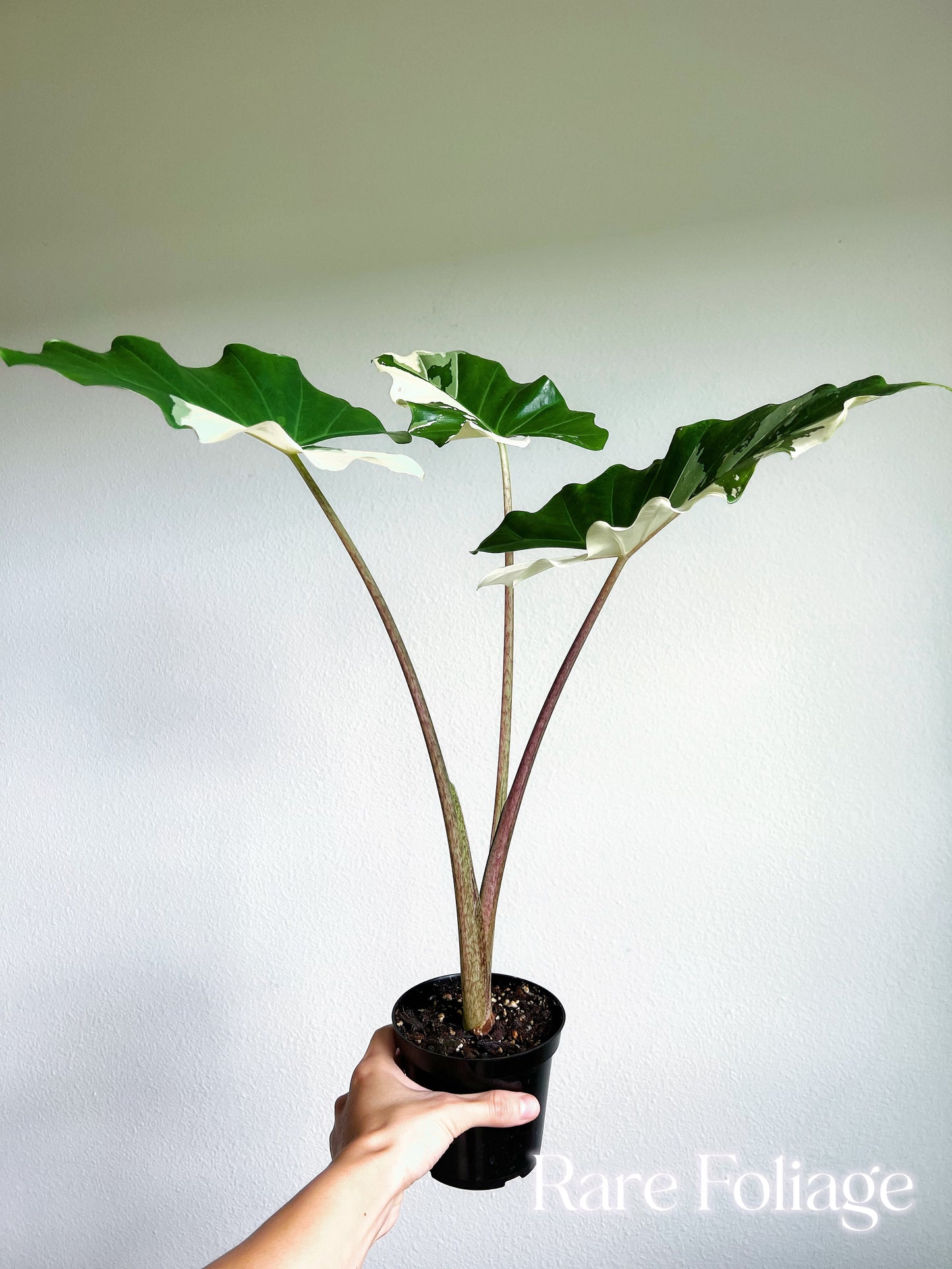 Alocasia Portora Albo Variegated 4” Exact Plant