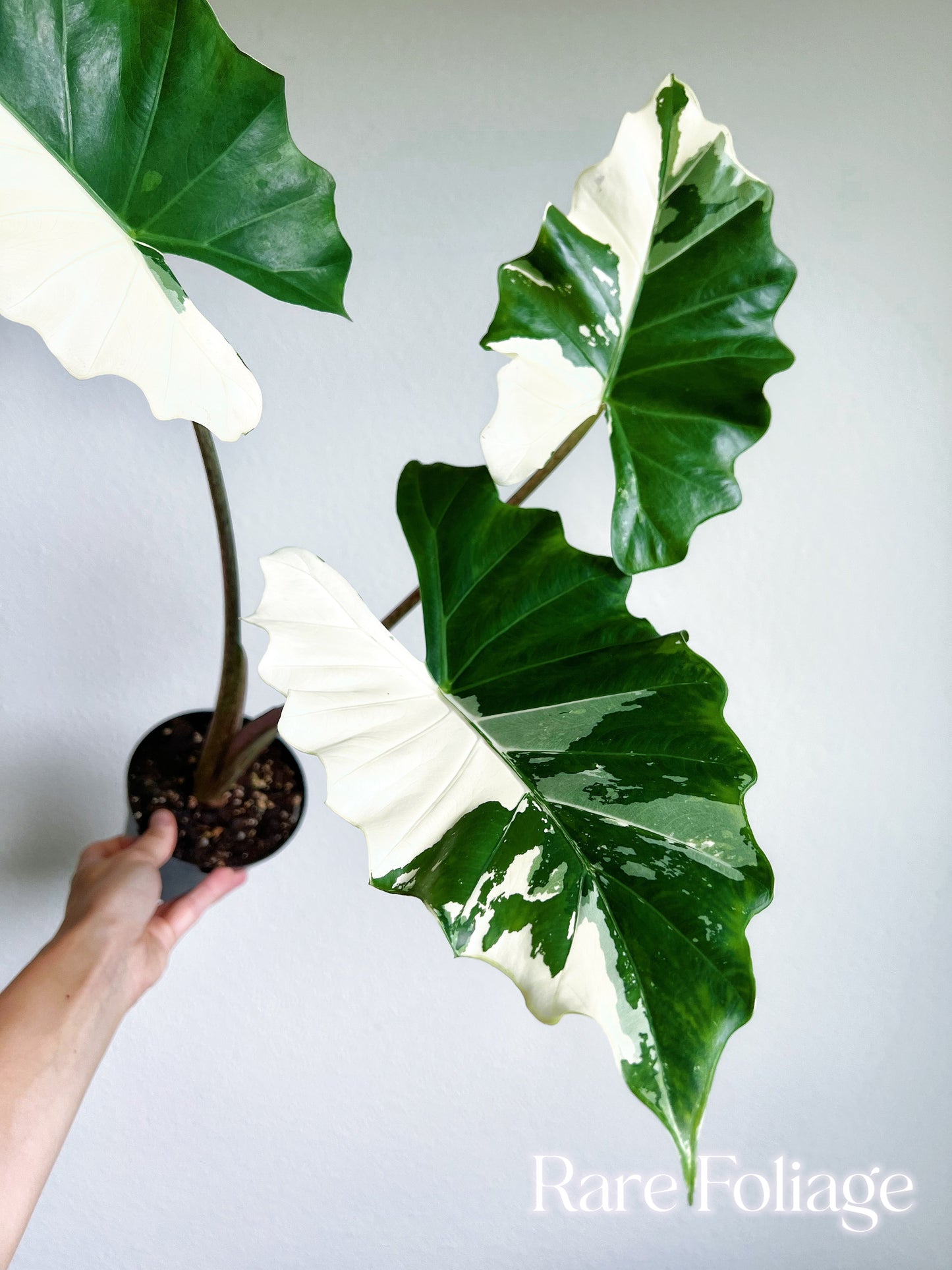 Alocasia Portora Albo Variegated 4” Exact Plant