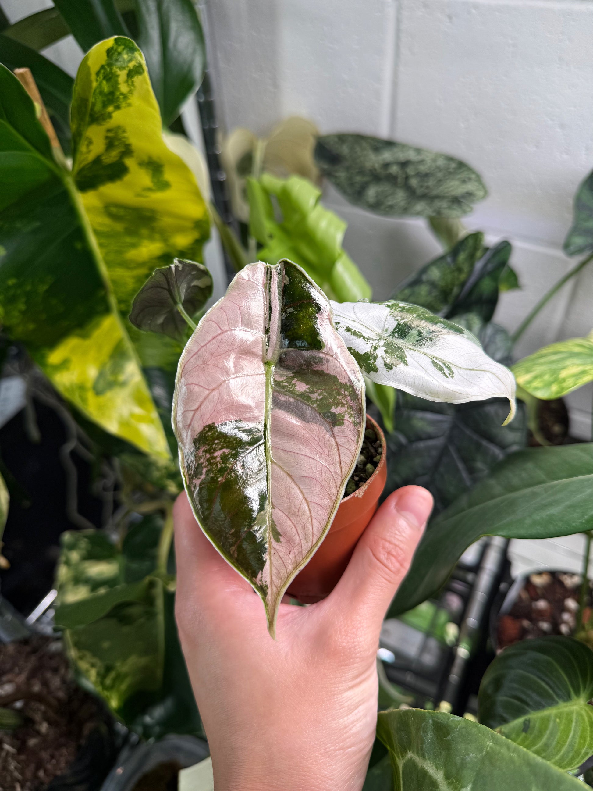 Alocasia Azlanii Pink Albo Variegated 2” Exact Plant – Rare Alocasia Azlanii Pink Albo Variegated 2” Exact Plant – Rare