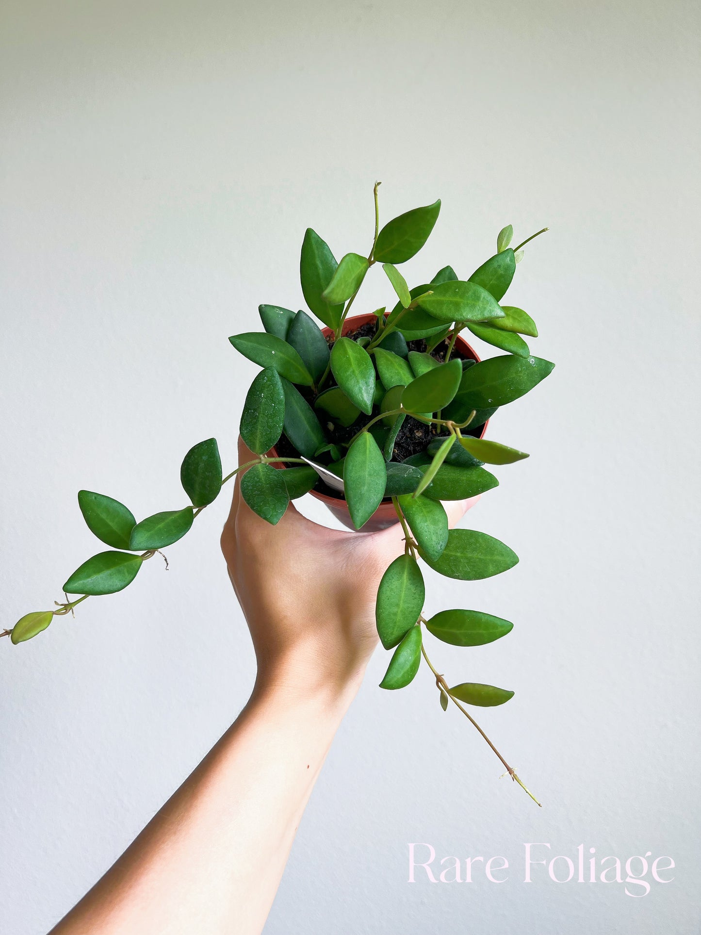 Hoya Bilobata 4"