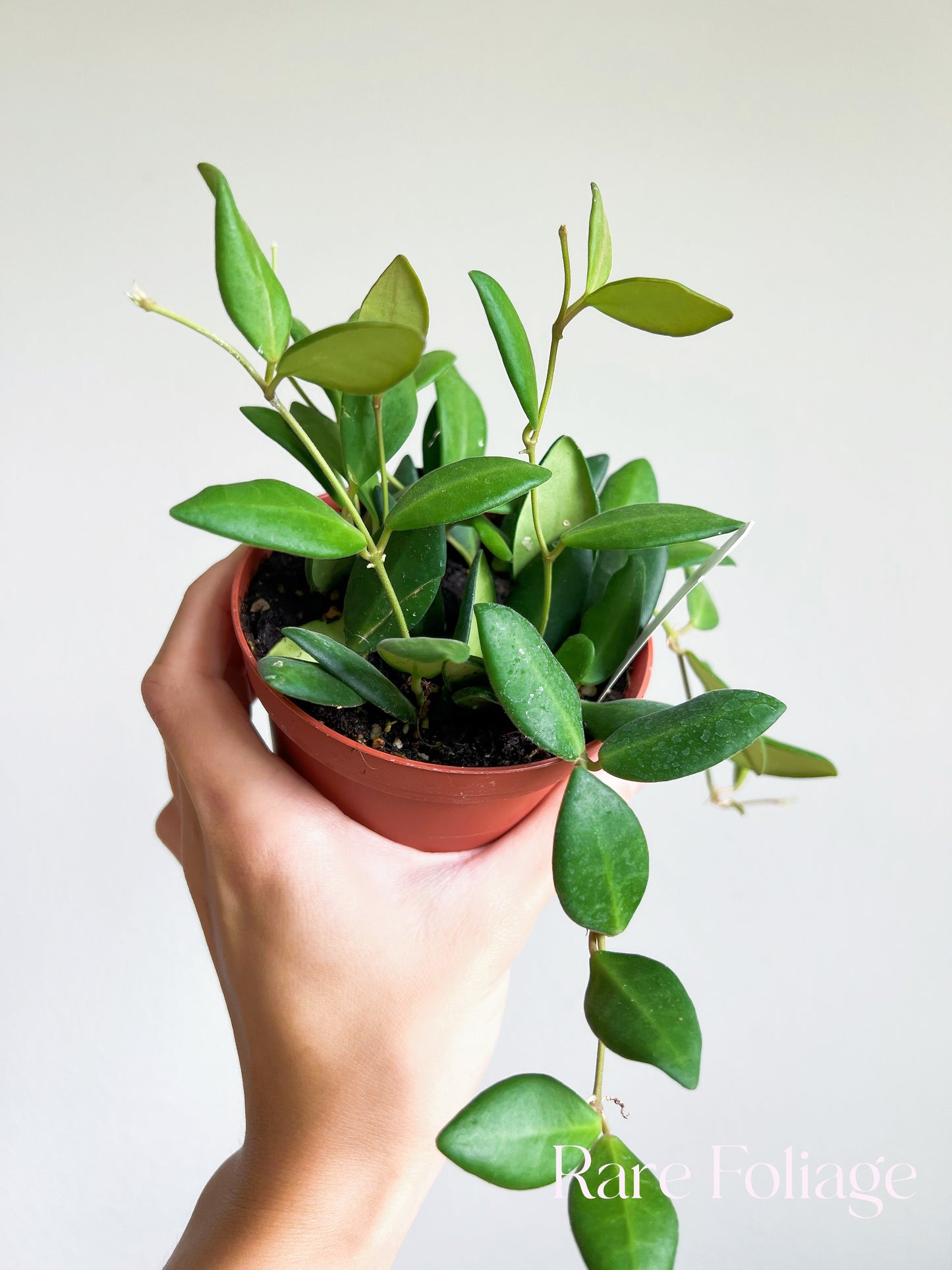 Hoya Bilobata 4"