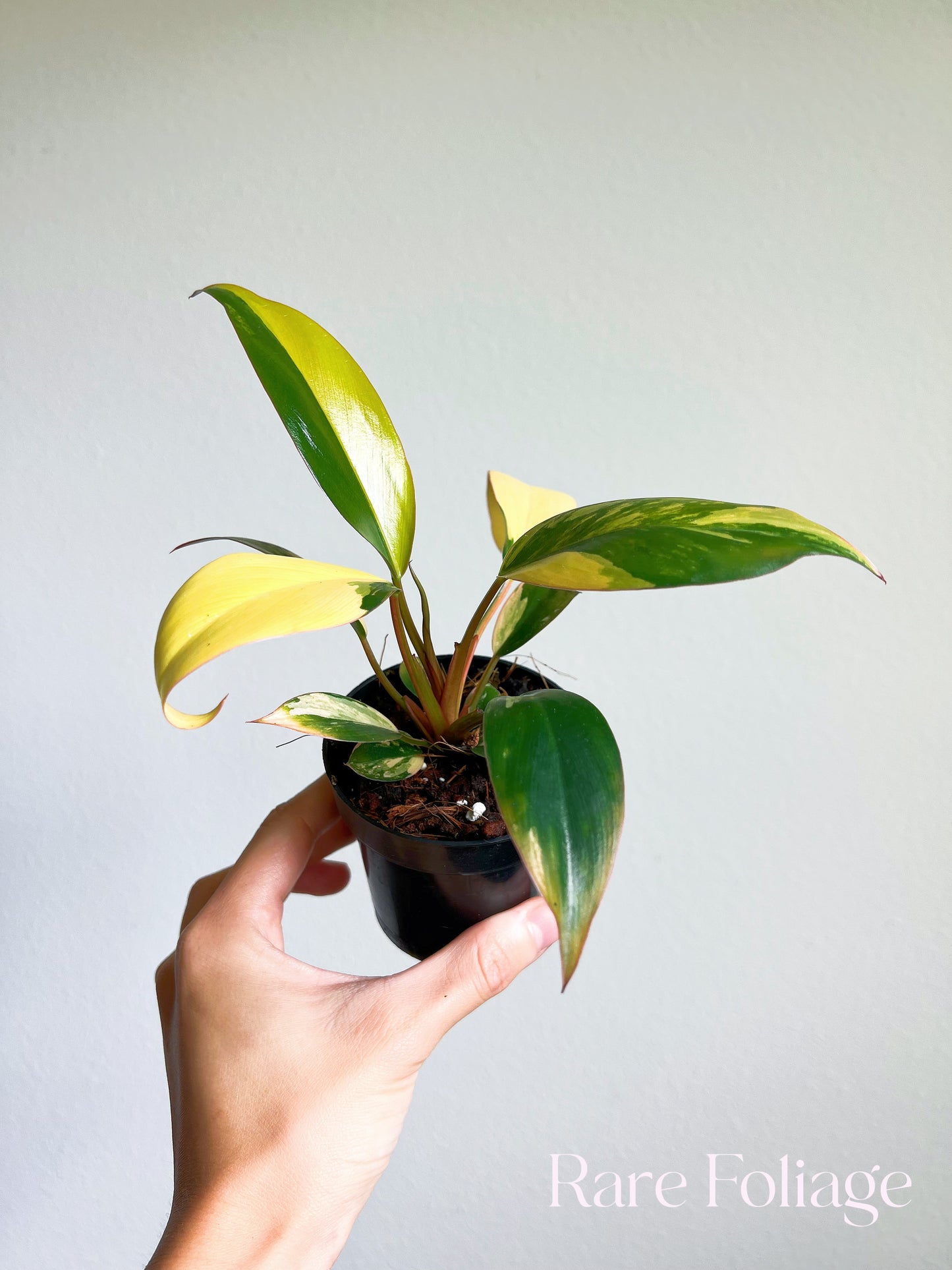 Philodendron Red Congo Variegated 3"