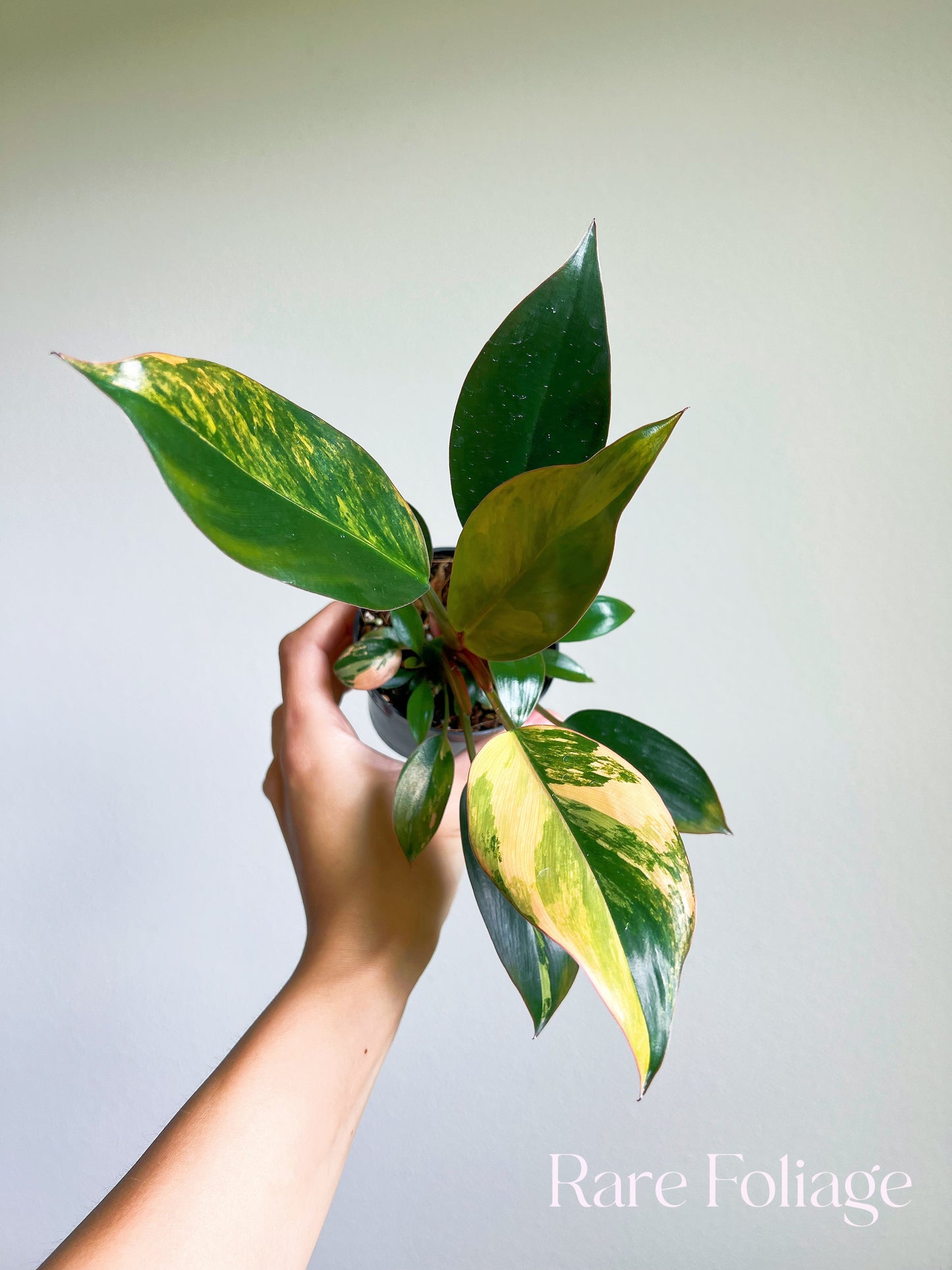 Philodendron Red Congo Variegated 3"