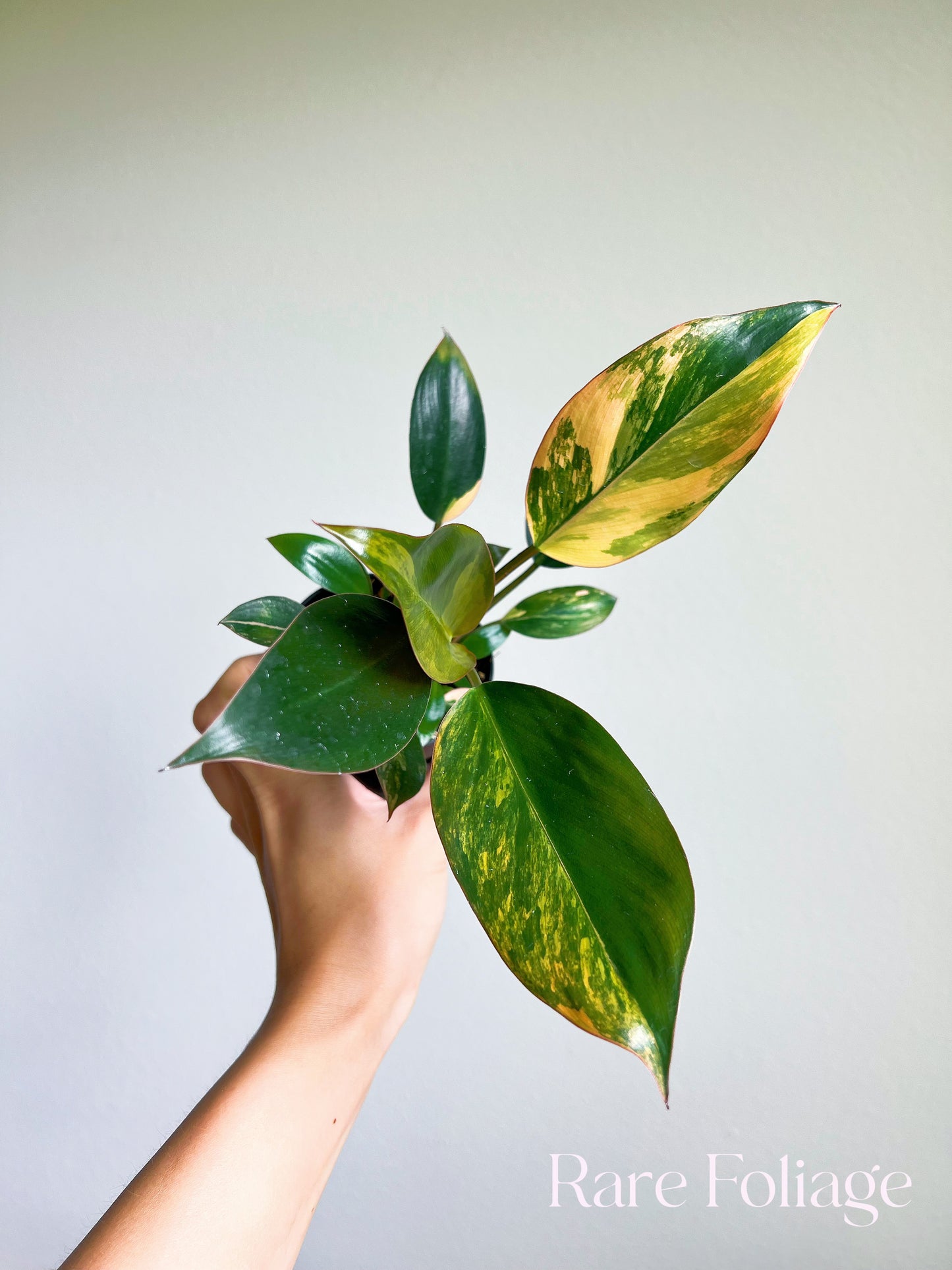 Philodendron Red Congo Variegated 3"