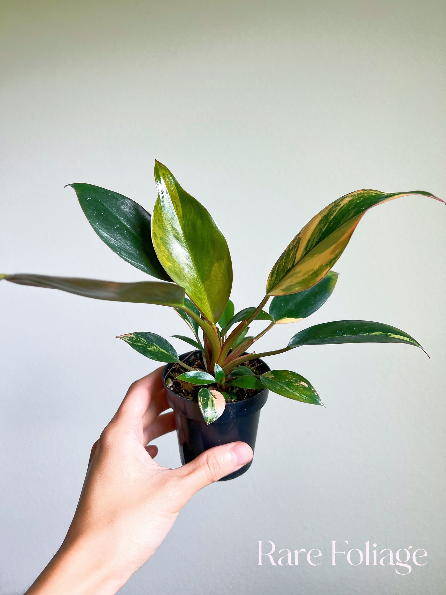 Philodendron Red Congo Variegated 3"