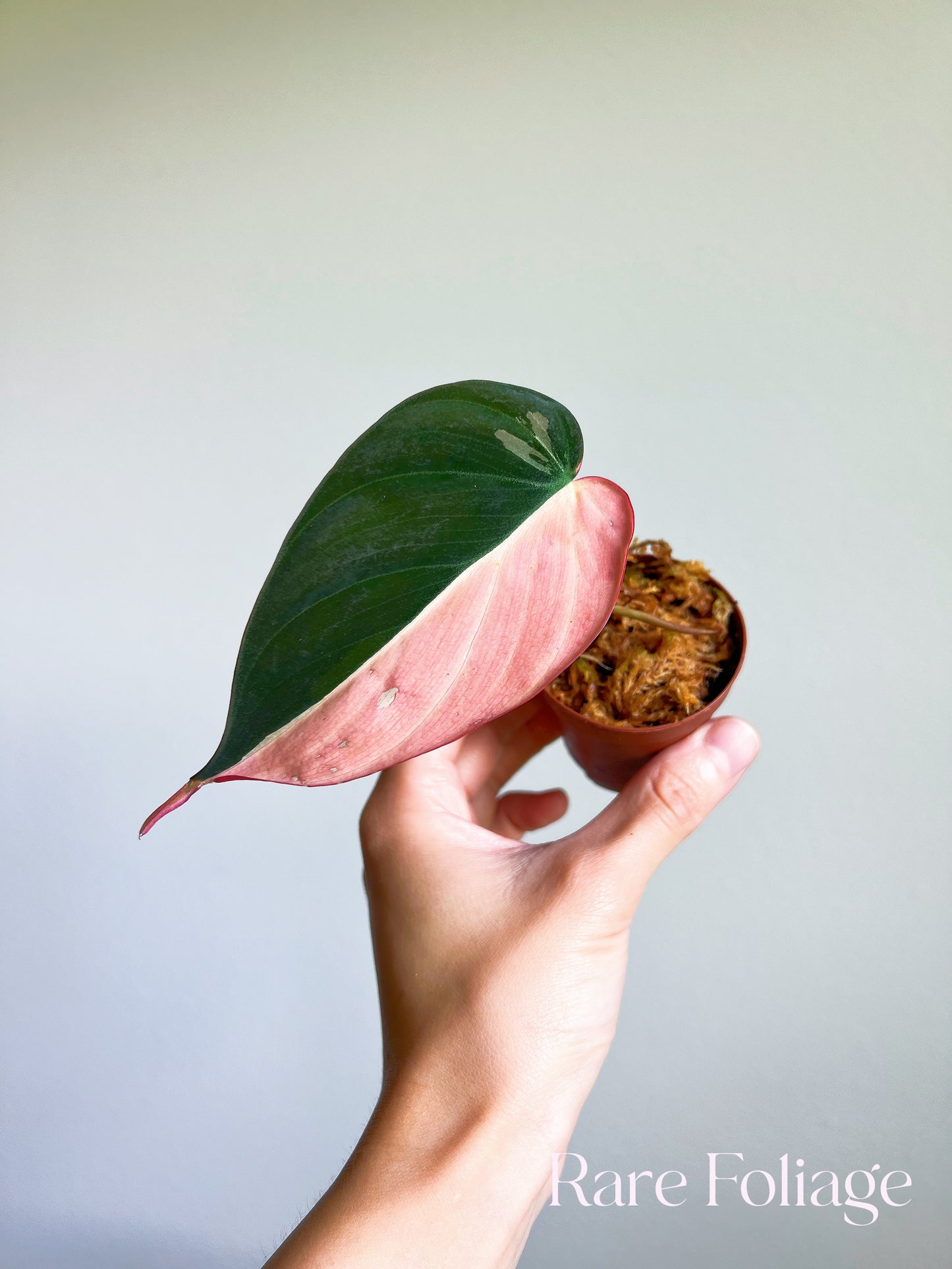 Philodendron Micans Pink 2"