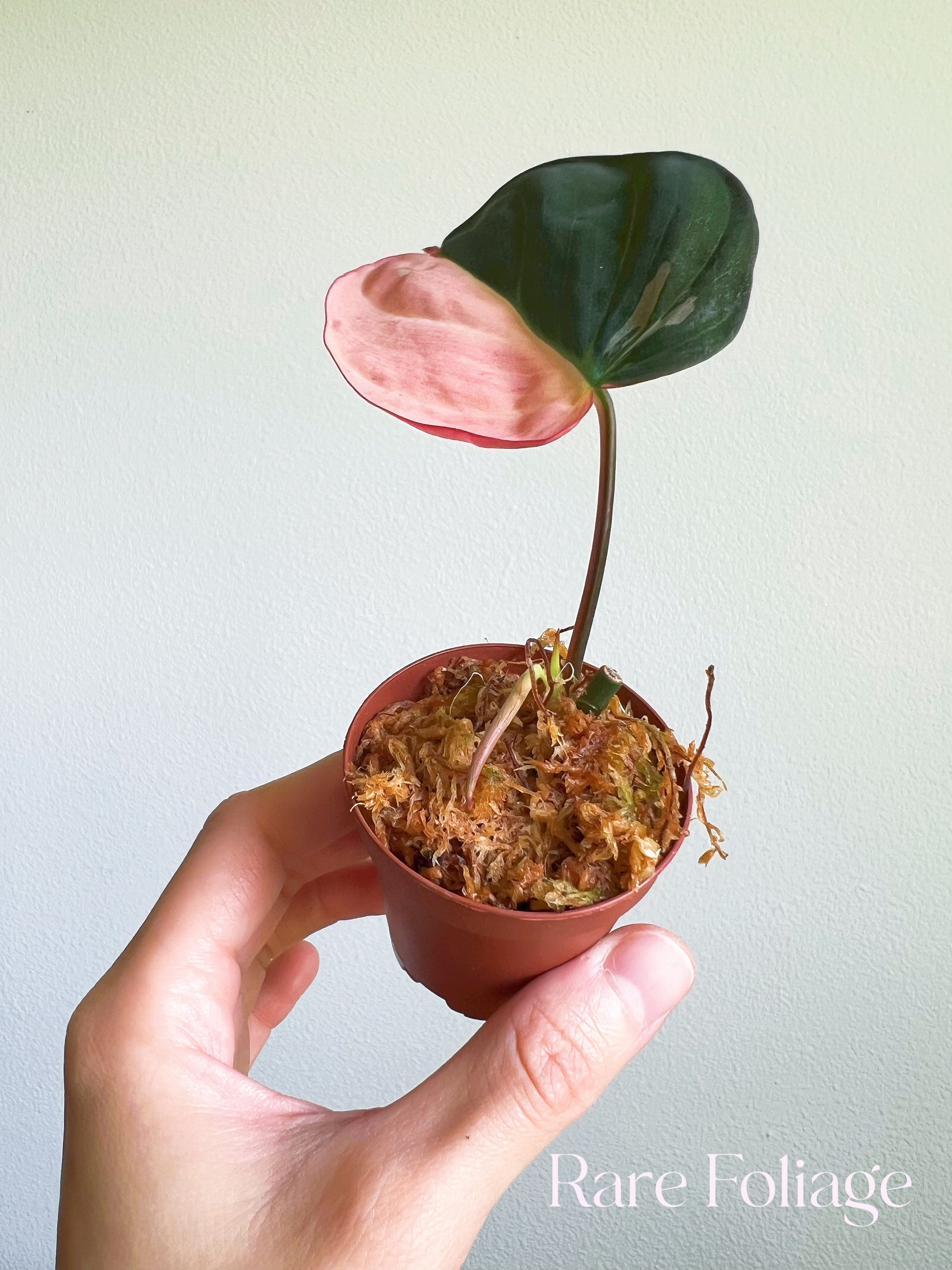 philodendron micana Philodendron Micans Pink 2" – Rare Foliage Plant Co