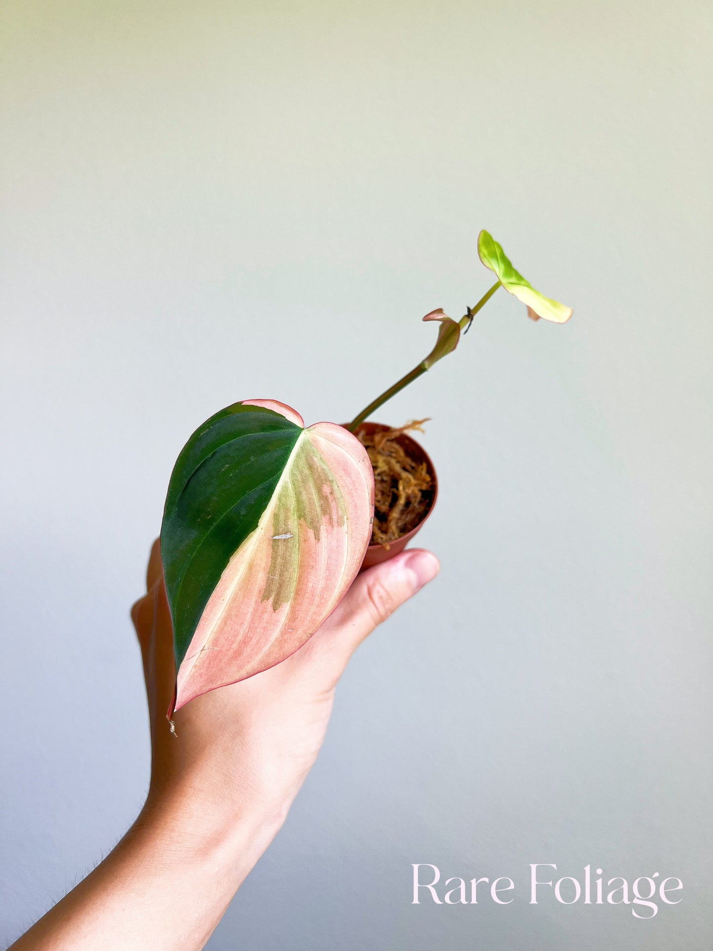 Philodendron Micans Pink 2"