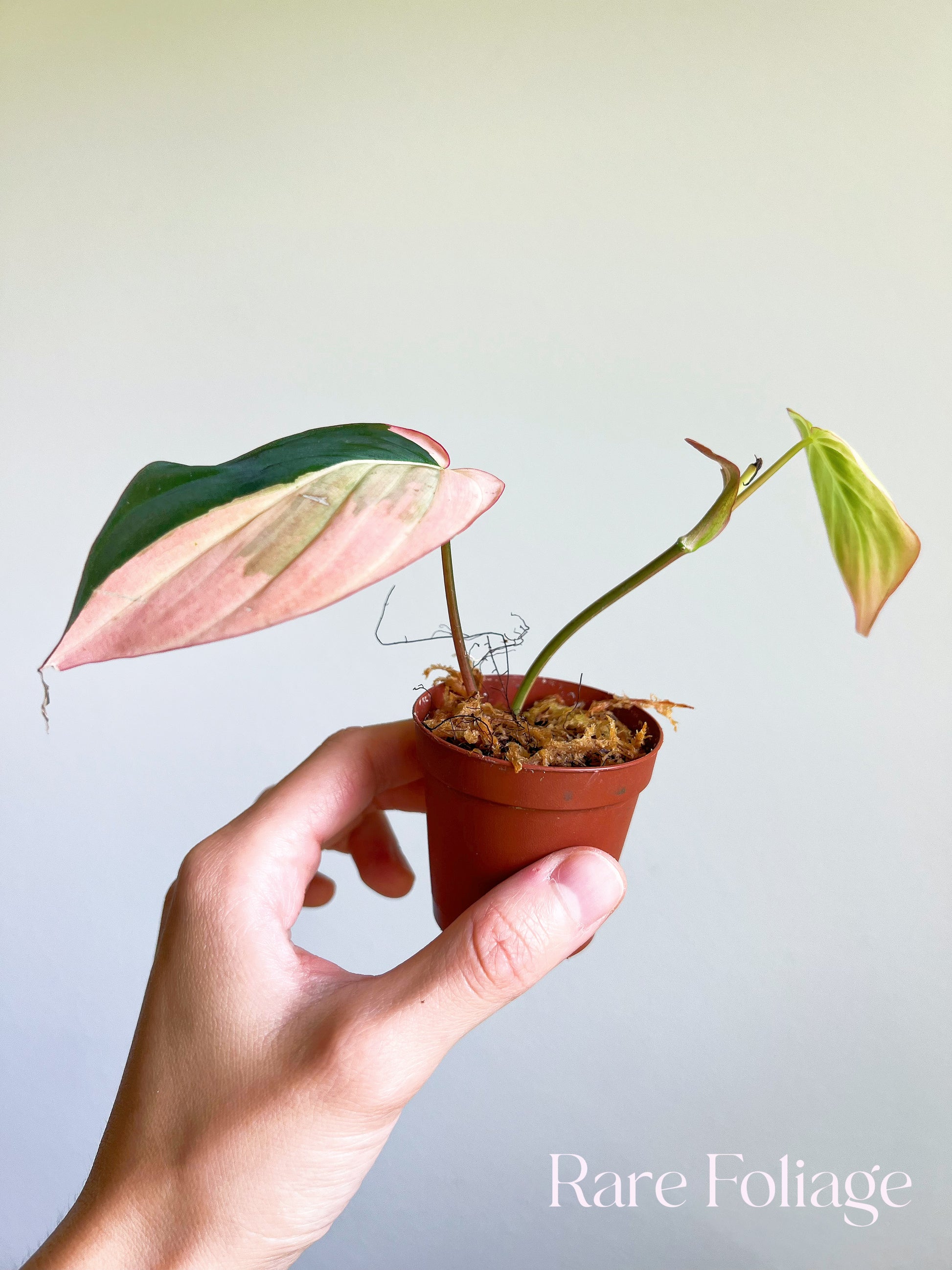 philodendron pink micans real Philodendron Micans Pink 2" – Rare Foliage Plant Co