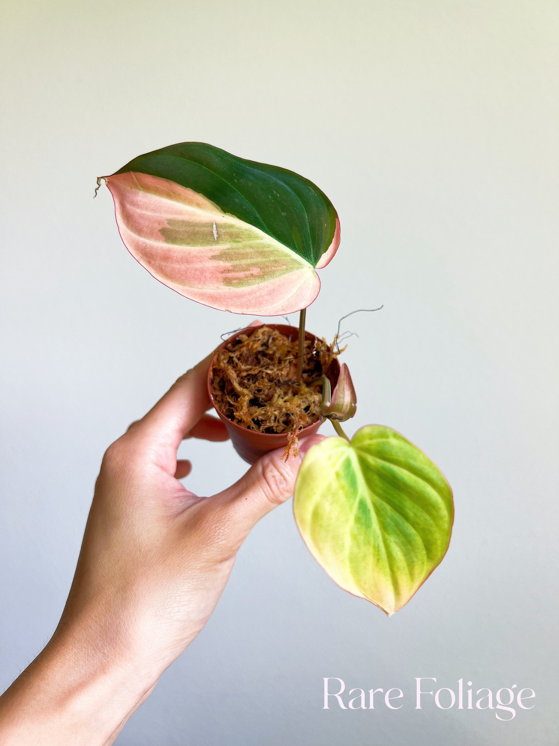philodendron micans pink leaves Philodendron Micans Pink 2"