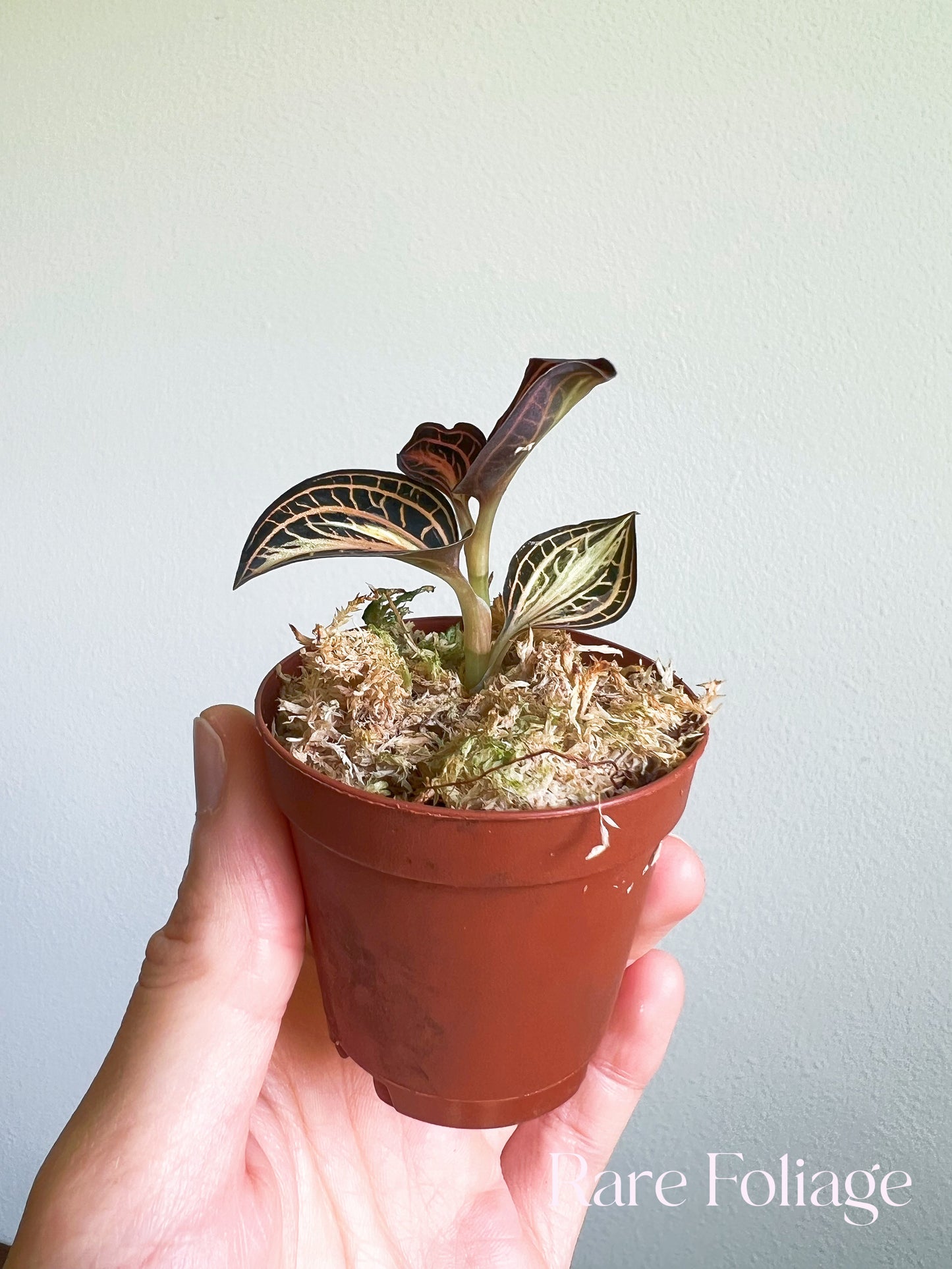 Jewel Orchid Variegated 2”