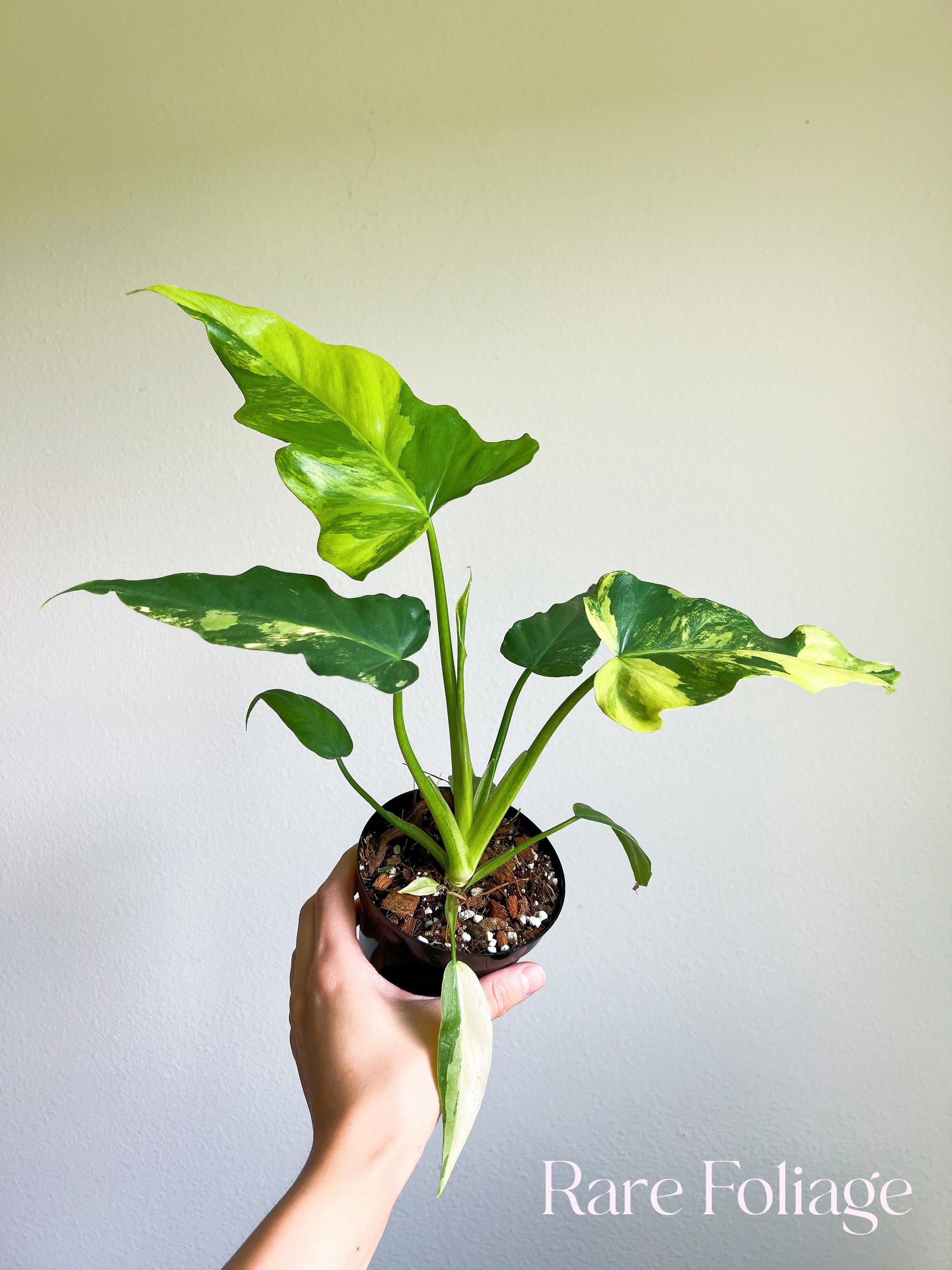 philodendron radiatum care Philodendron Radiatum Variegated 4" Exact Plant