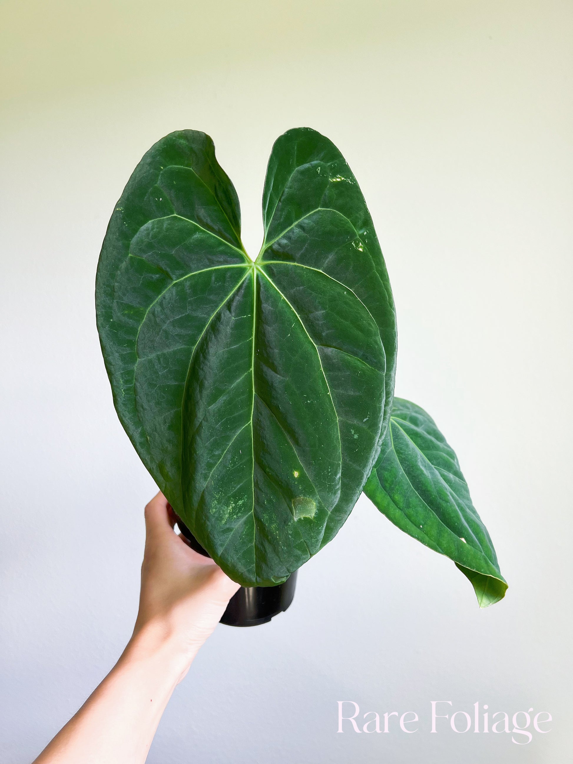 anthurium import Anthurium Papillilaminum Thailand Imported 4”