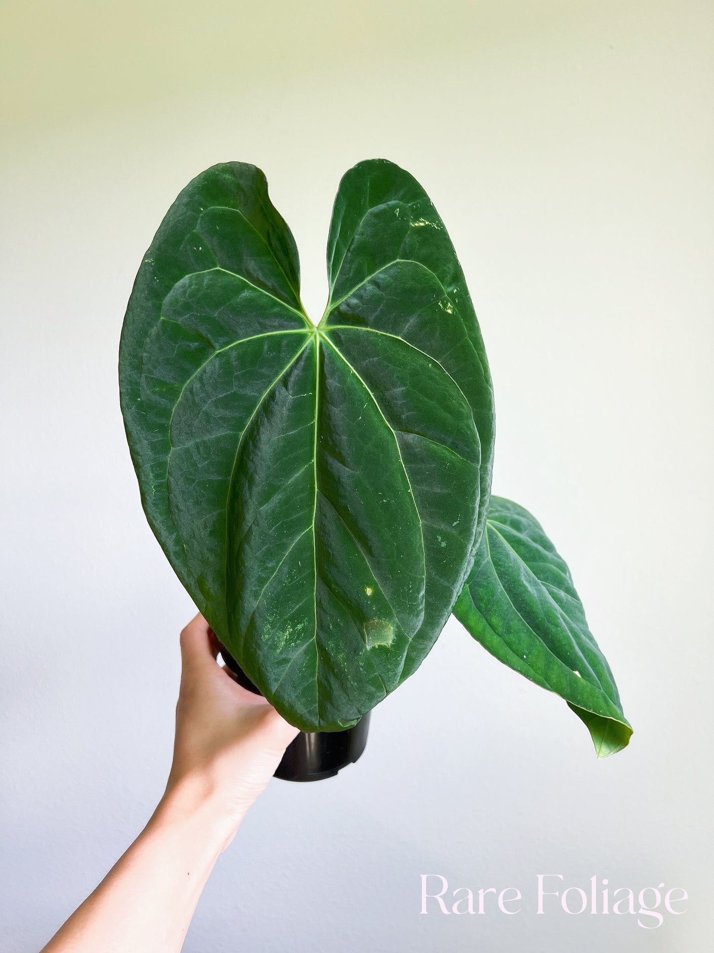 Anthurium Papillilaminum Thailand Imported 4”