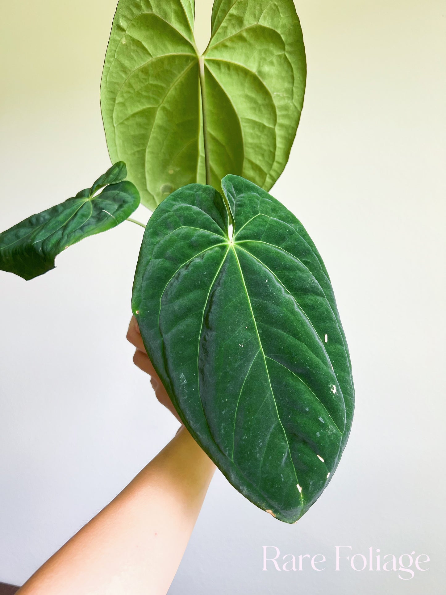 Anthurium Papillilaminum Thailand Imported 4”