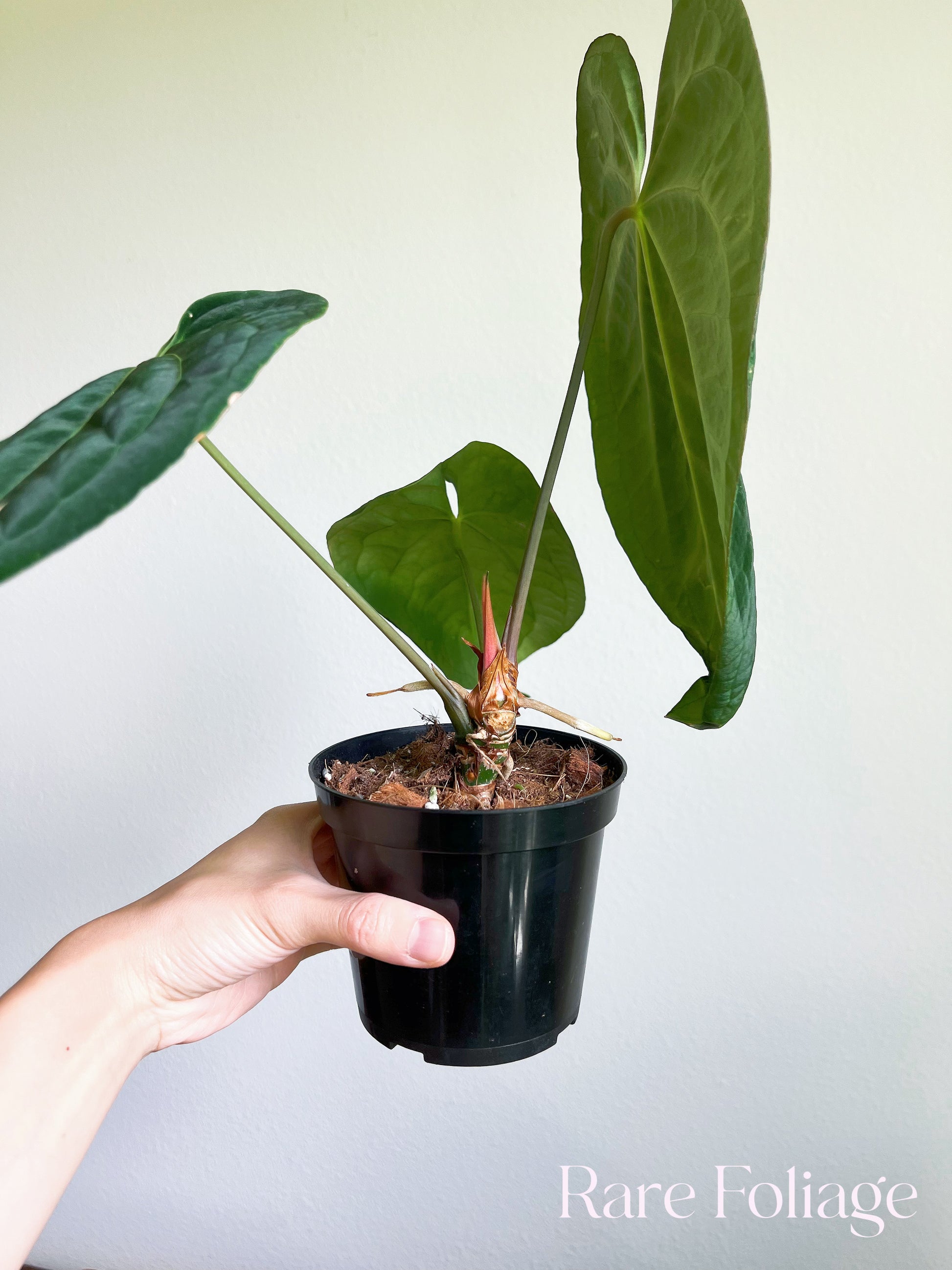 anthurium import Anthurium Papillilaminum Thailand Imported 4”