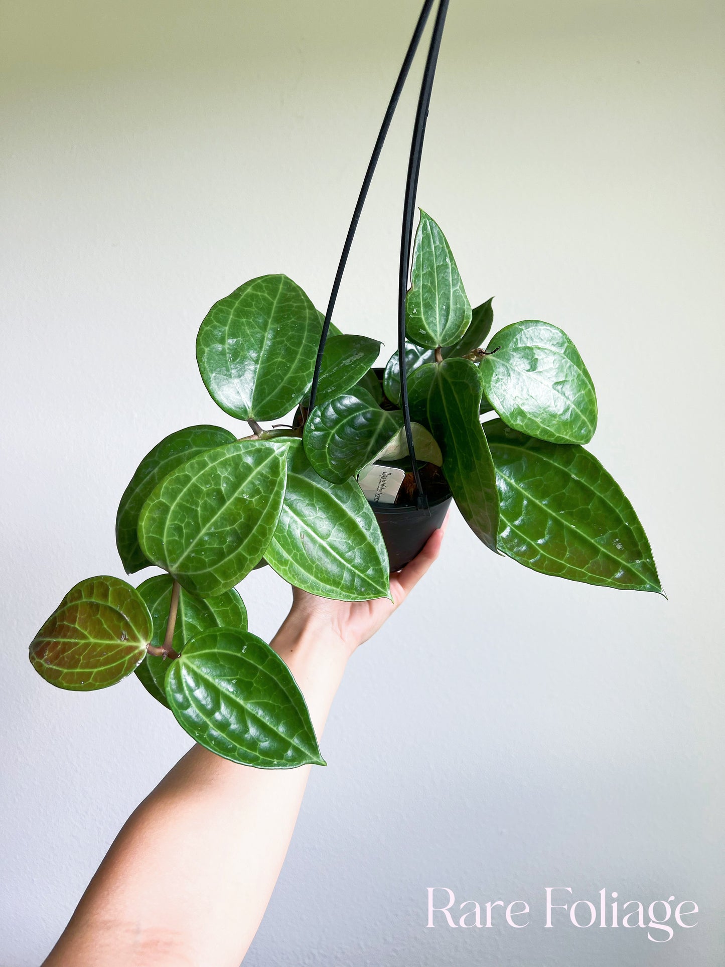 Hoya Latifolia Sarawak 5” Hanging Basket Mother Plant (Huge)